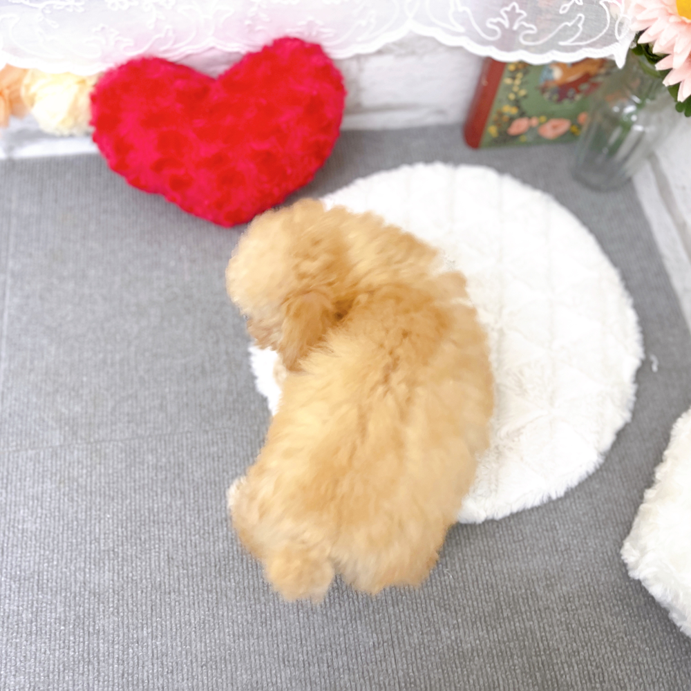 京都府のトイプードル(トイ) (犬の家＆猫の里京都樟葉店/2025年12月24日生まれ/女の子/ペールフォーン)の子犬の3枚目の画像