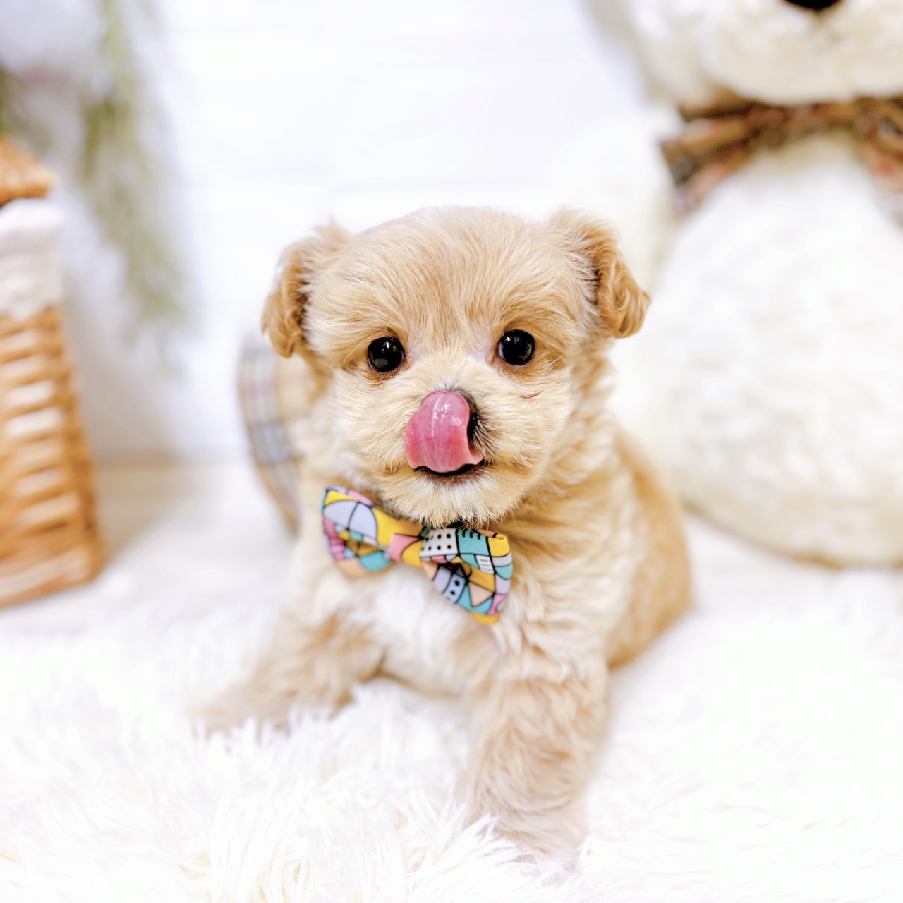 滋賀県のチワプー/プーチー(チワワ×プードル) (犬の家＆猫の里近江八幡店/2025年12月24日生まれ/男の子/クリーム)の子犬の3枚目の画像