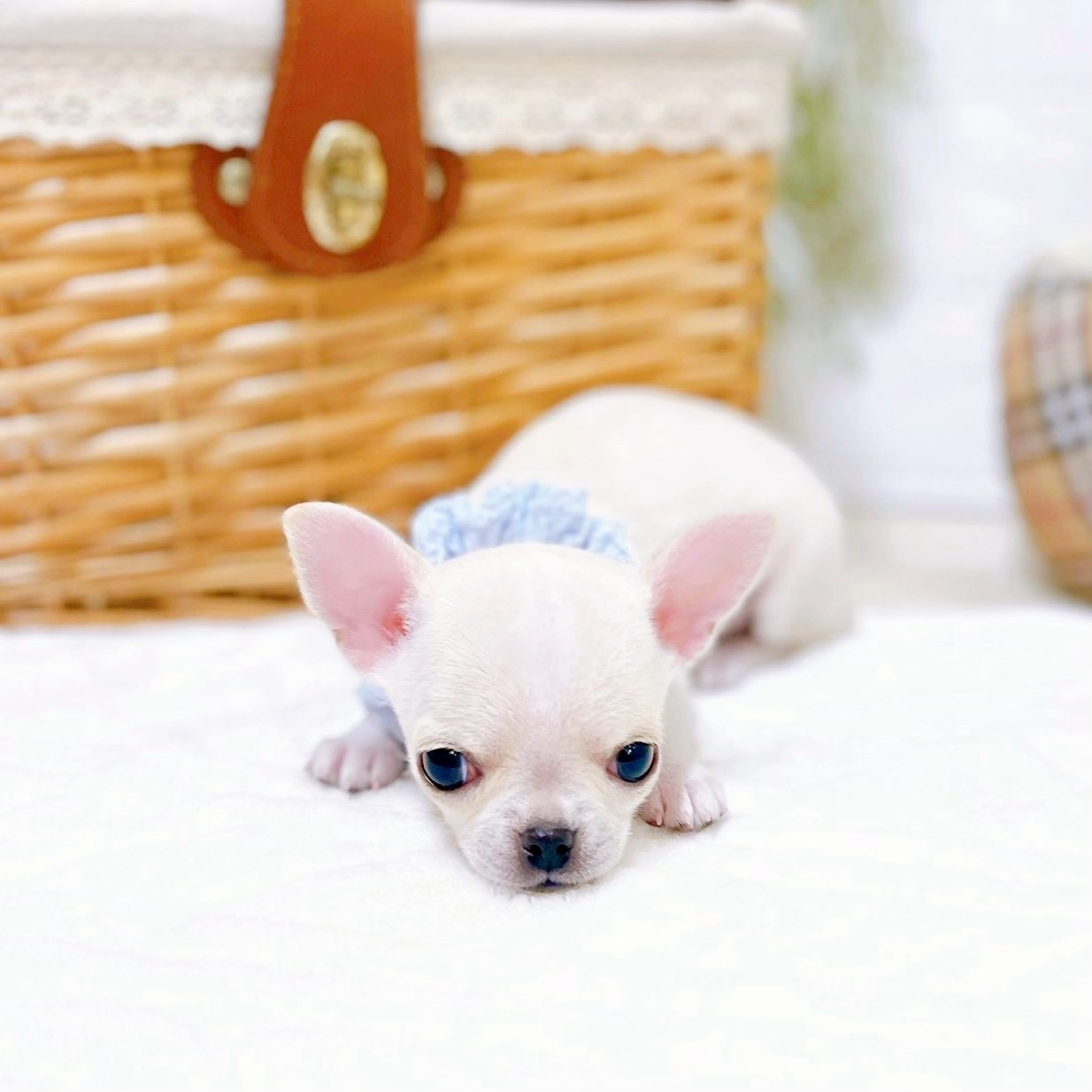 滋賀県のチワワ(スムース) (犬の家＆猫の里近江八幡店/2025年12月23日生まれ/男の子/クリーム)の子犬の3枚目の画像