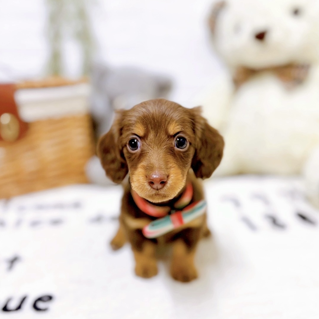 滋賀県のミニチュアダックスフンド(ロング) (犬の家＆猫の里近江八幡店/2025年12月22日生まれ/女の子/ブラウンタン)の子犬の3枚目の画像