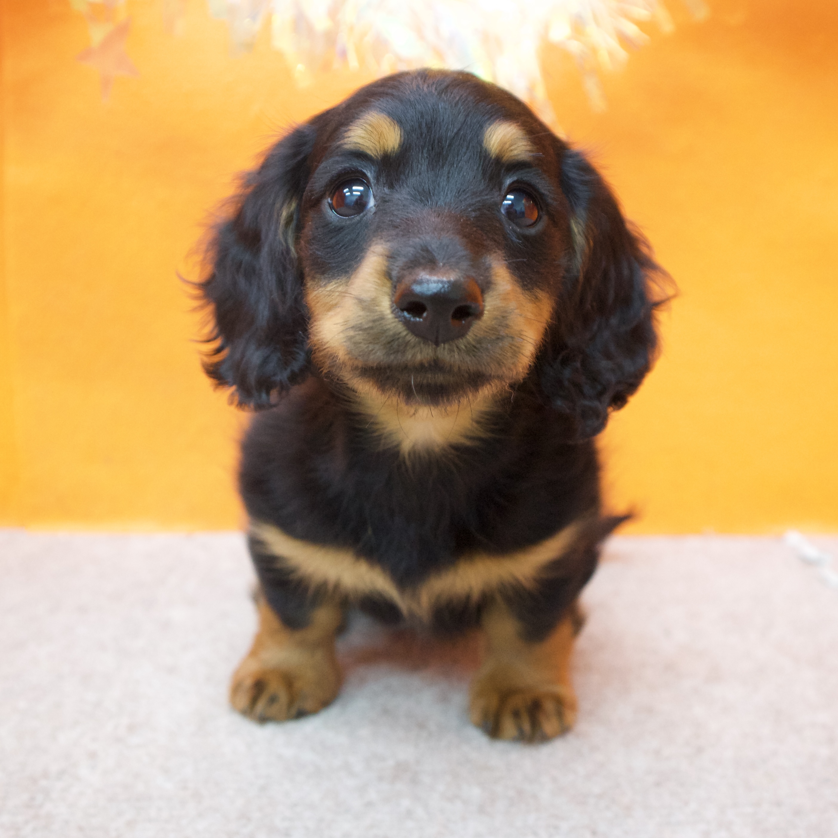 大阪府のミニチュアダックスフンド(ロング) (犬の家＆猫の里吹田店/2025年12月25日生まれ/女の子/ブラックタン)の子犬の3枚目の画像