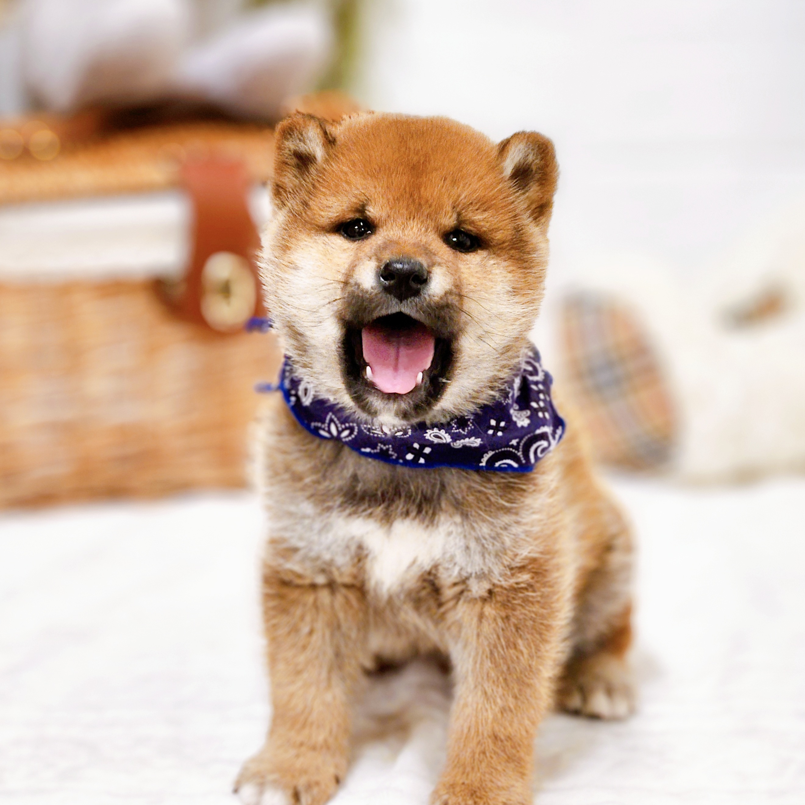 滋賀県の柴犬(標準サイズ) (犬の家＆猫の里近江八幡店/2025年12月25日生まれ/男の子/赤)の子犬の1枚目の画像