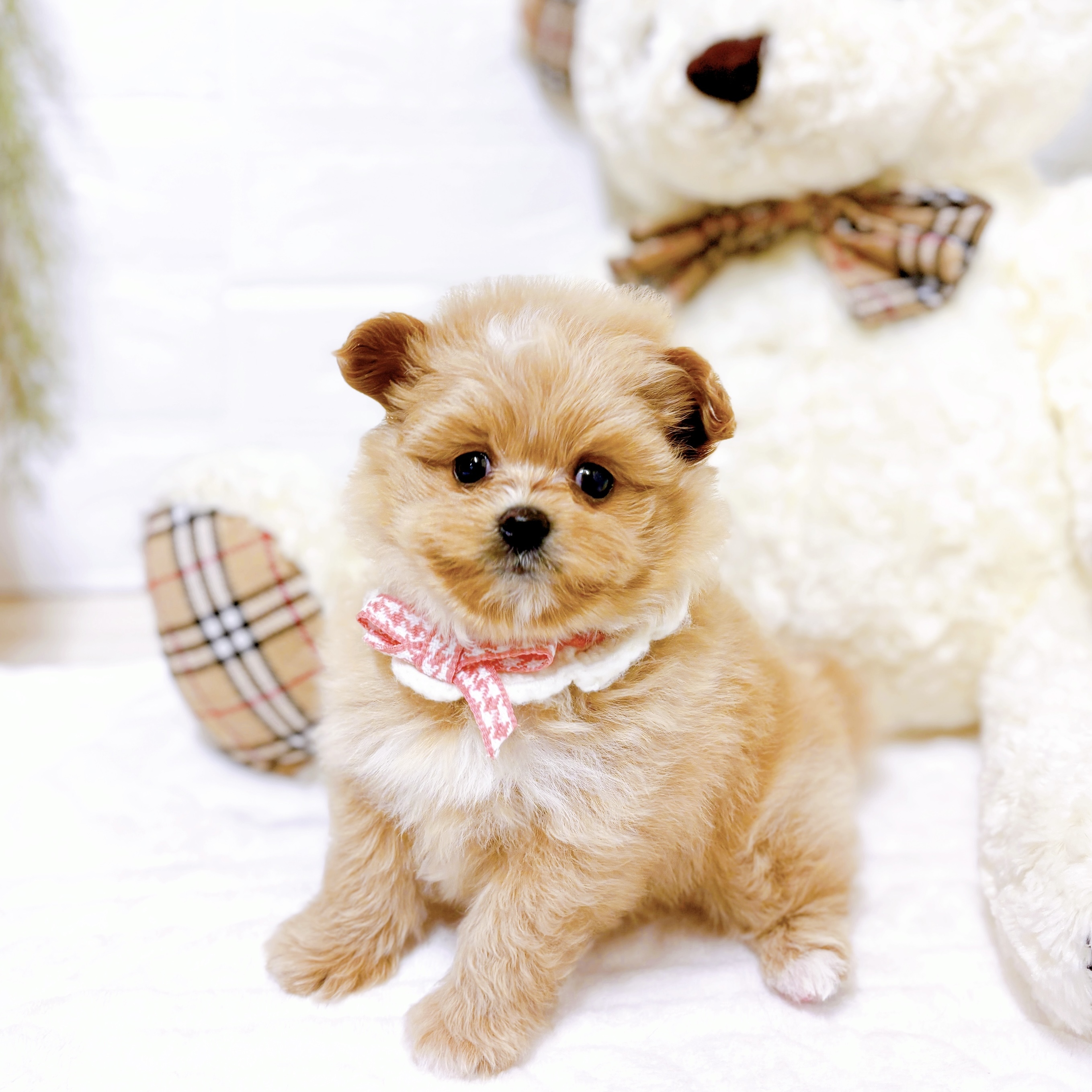 滋賀県のポメプー(ポメラニアン×プードル) (犬の家＆猫の里近江八幡店/2025年12月25日生まれ/女の子/アプリコット)の子犬の3枚目の画像