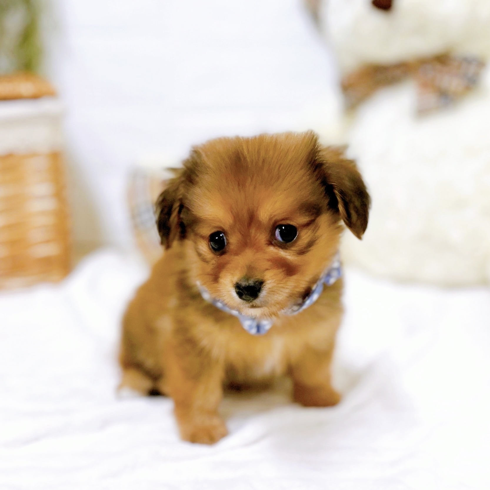 滋賀県のポメックス(ポメラニアン×ダックス) (犬の家＆猫の里近江八幡店/2025年12月23日生まれ/男の子/レッド)の子犬の3枚目の画像