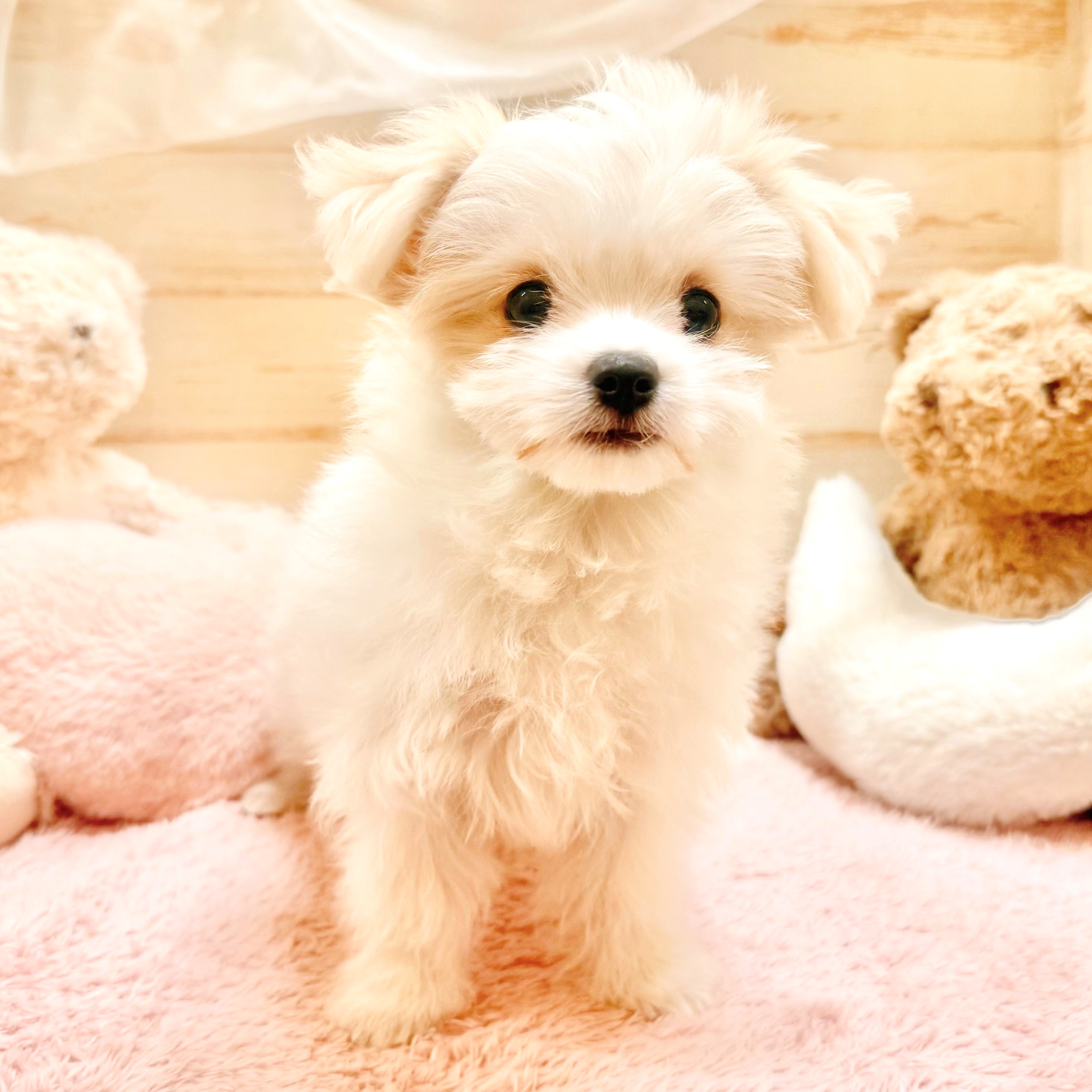 兵庫県のチワマル/マルチワ(チワワ×マルチーズ) (犬の家＆猫の里神戸店/2025年12月23日生まれ/女の子/ホワイトクリーム)の子犬の3枚目の画像