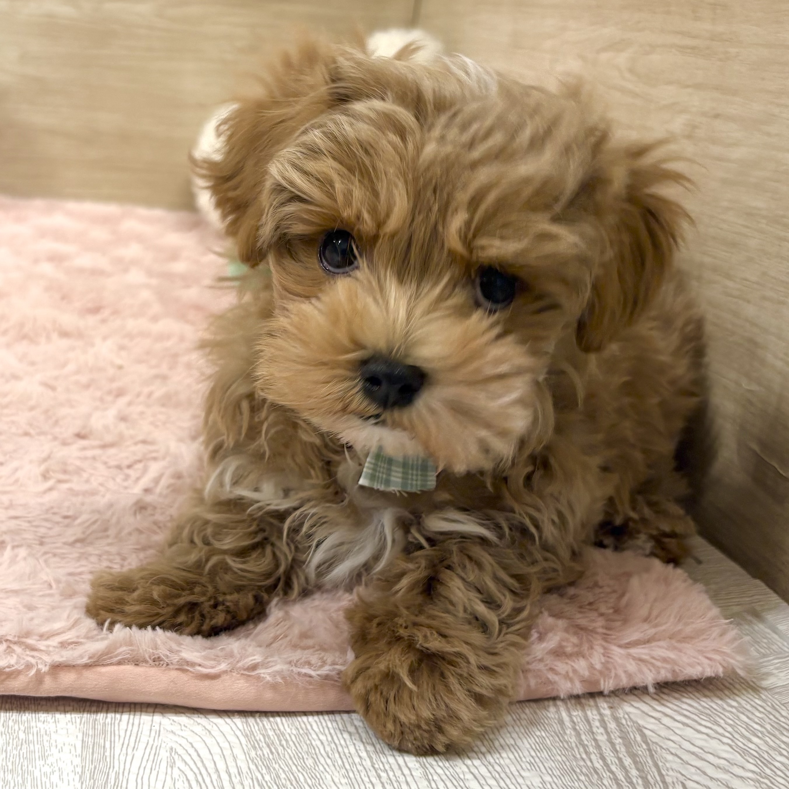 大阪府のマルプー(マルチーズ×プードル) (犬の家＆猫の里そよら東岸和田店/2025年12月24日生まれ/男の子/アプリコットホワイト)の子犬の3枚目の画像