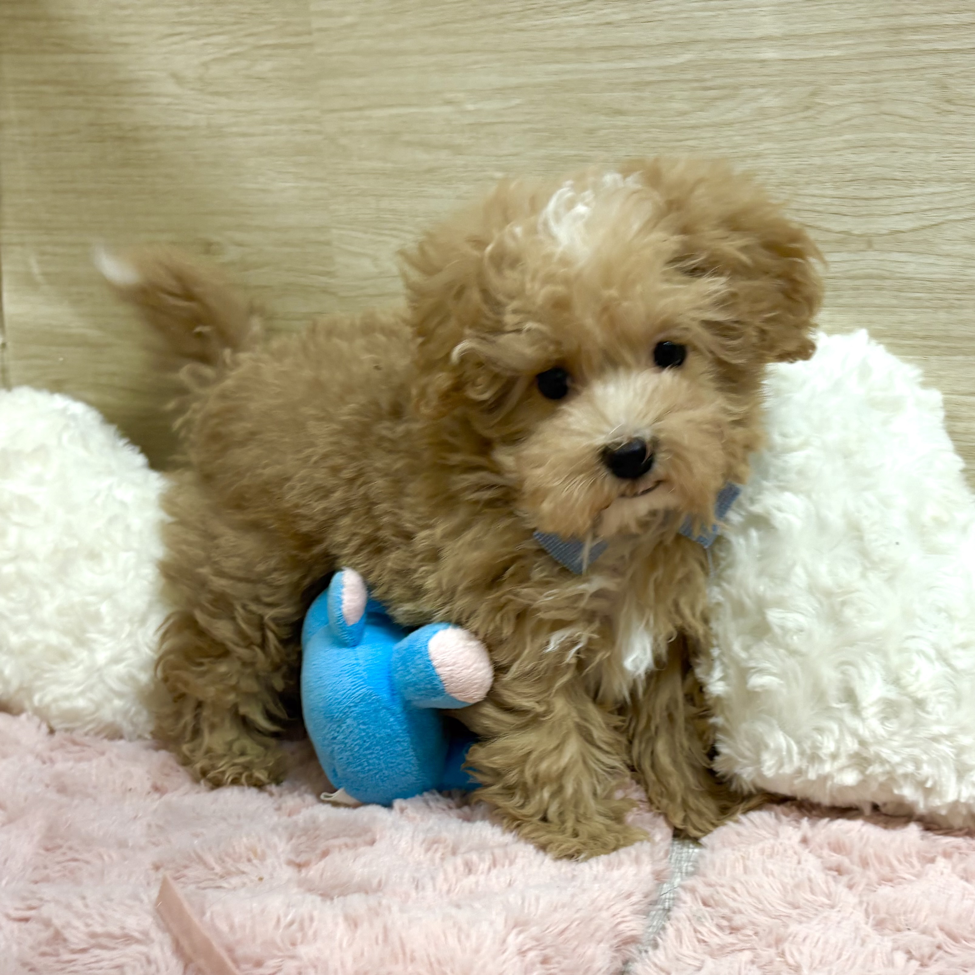 大阪府のマルプー(マルチーズ×プードル) (犬の家＆猫の里そよら東岸和田店/2025年12月23日生まれ/男の子/アプリコットホワイト)の子犬の3枚目の画像