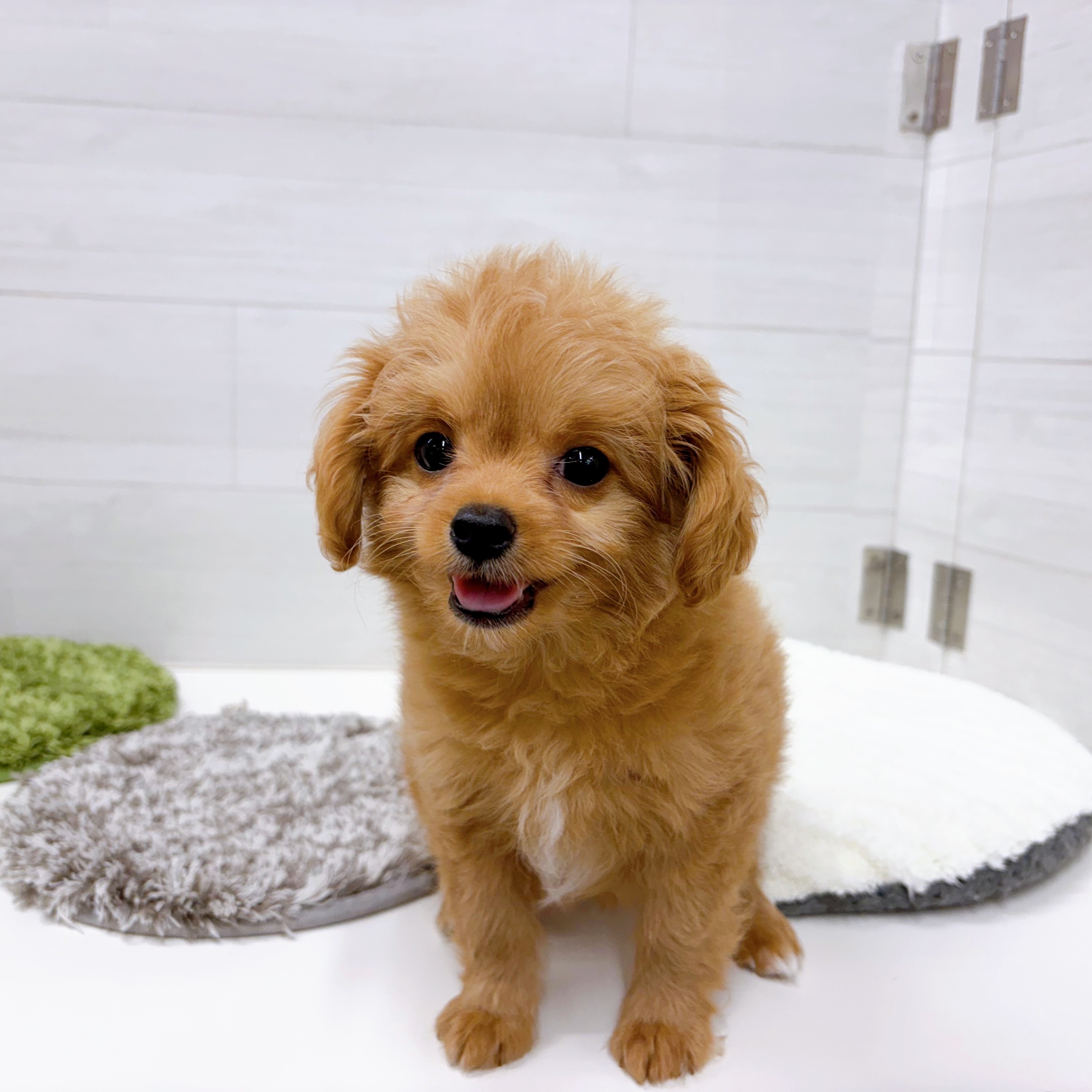 石川県のチワプー/プーチー(チワワ×プードル) (犬の家＆猫の里アミーゴ金沢おこばた店/2025年12月25日生まれ/女の子/アプリコット)の子犬の3枚目の画像