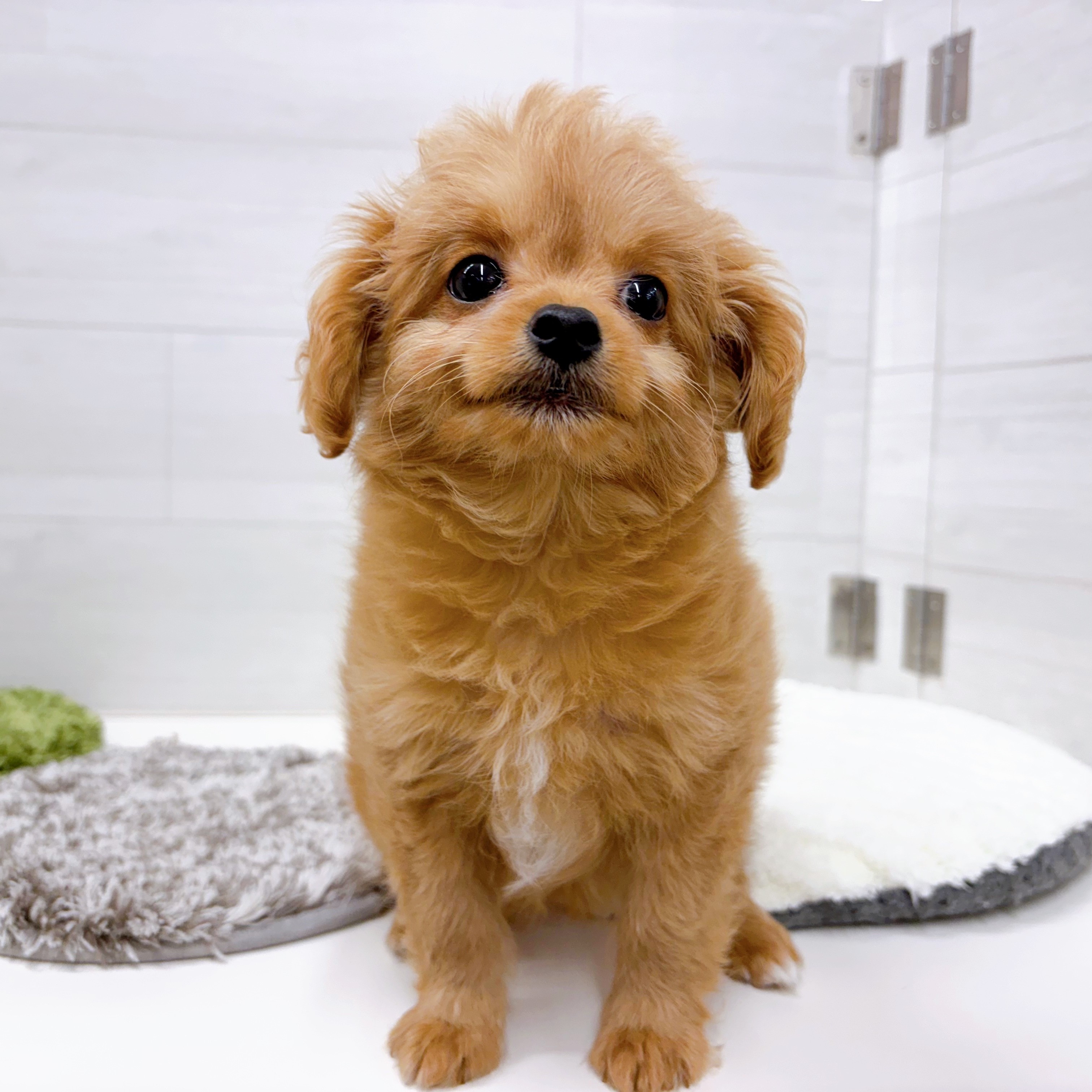 石川県のチワプー/プーチー(チワワ×プードル) (犬の家＆猫の里アミーゴ金沢おこばた店/2025年12月25日生まれ/女の子/アプリコット)の子犬の3枚目の画像