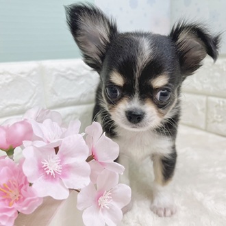 静岡県のチワワ(ロング) (犬の家＆猫の里マークイズ静岡店/2025年12月26日生まれ/男の子/ブラックホワイトクリーム)の子犬の3枚目の画像