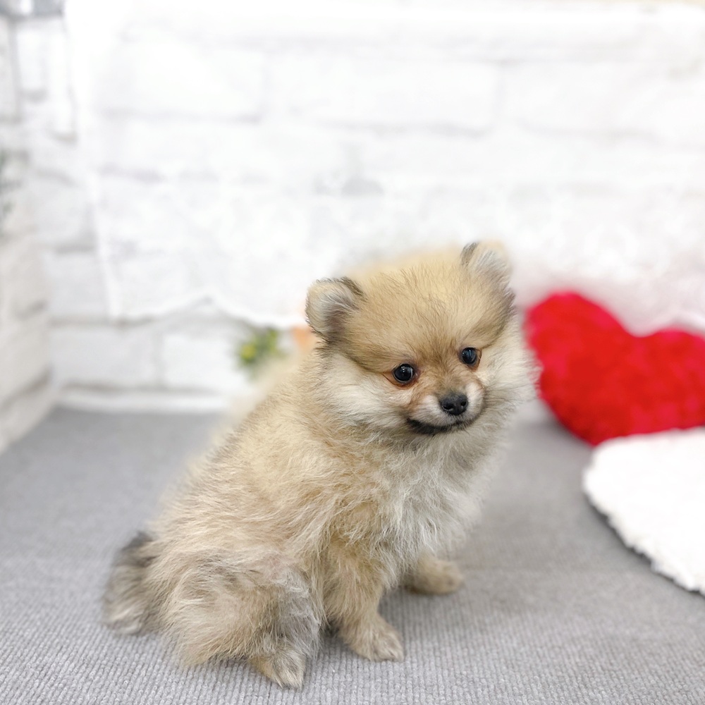 京都府のポメラニアン (犬の家＆猫の里京都樟葉店/2025年12月27日生まれ/男の子/ウルフセーブル)の子犬の3枚目の画像