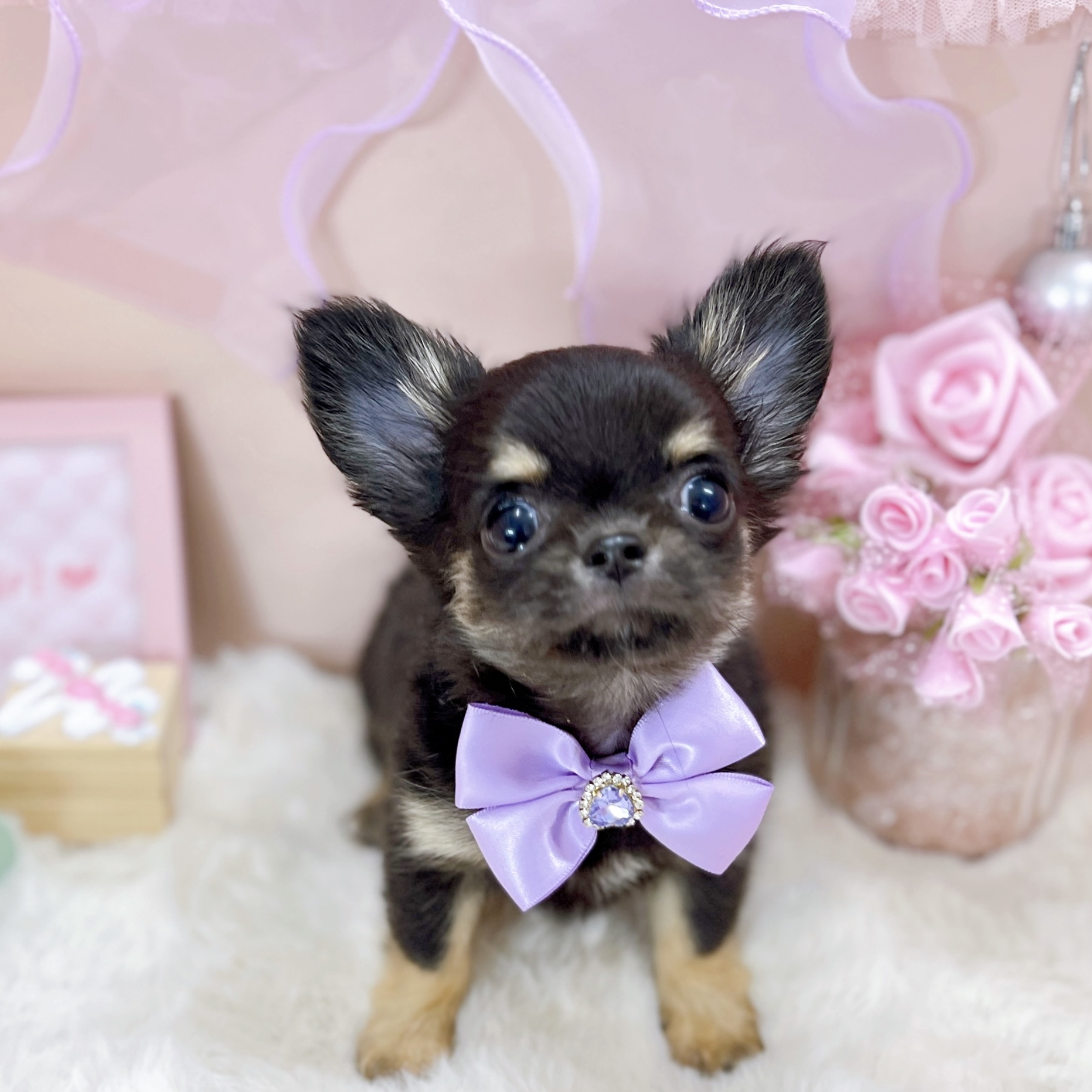 福井県のチワワ(ロング) (犬の家＆猫の里アミーゴ福井大和田店/2025年12月28日生まれ/女の子/ブラックタン)の子犬の3枚目の画像