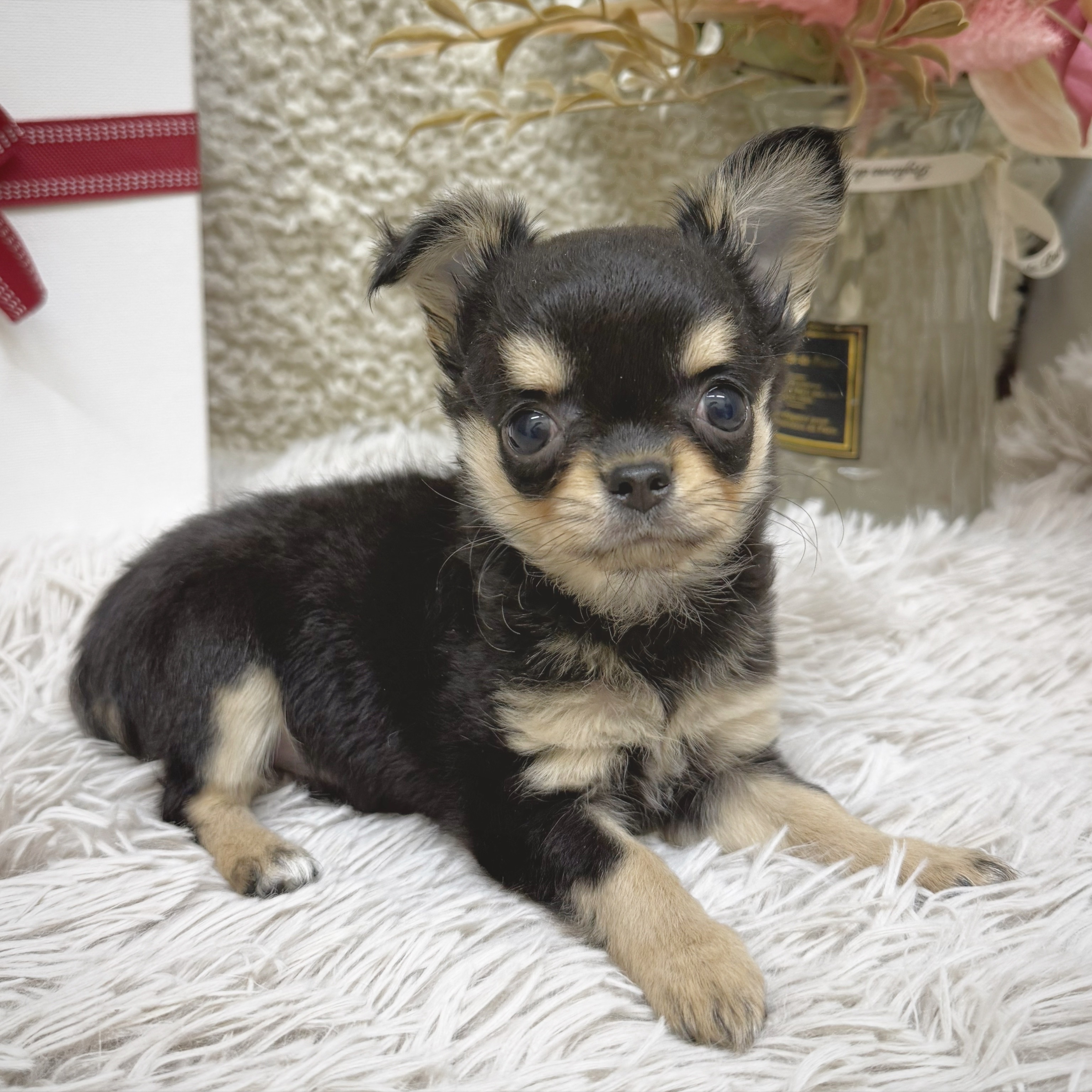 静岡県のチワワ(ロング) (犬の家＆猫の里藤枝店/2025年12月28日生まれ/女の子/ブラックタン)の子犬の3枚目の画像