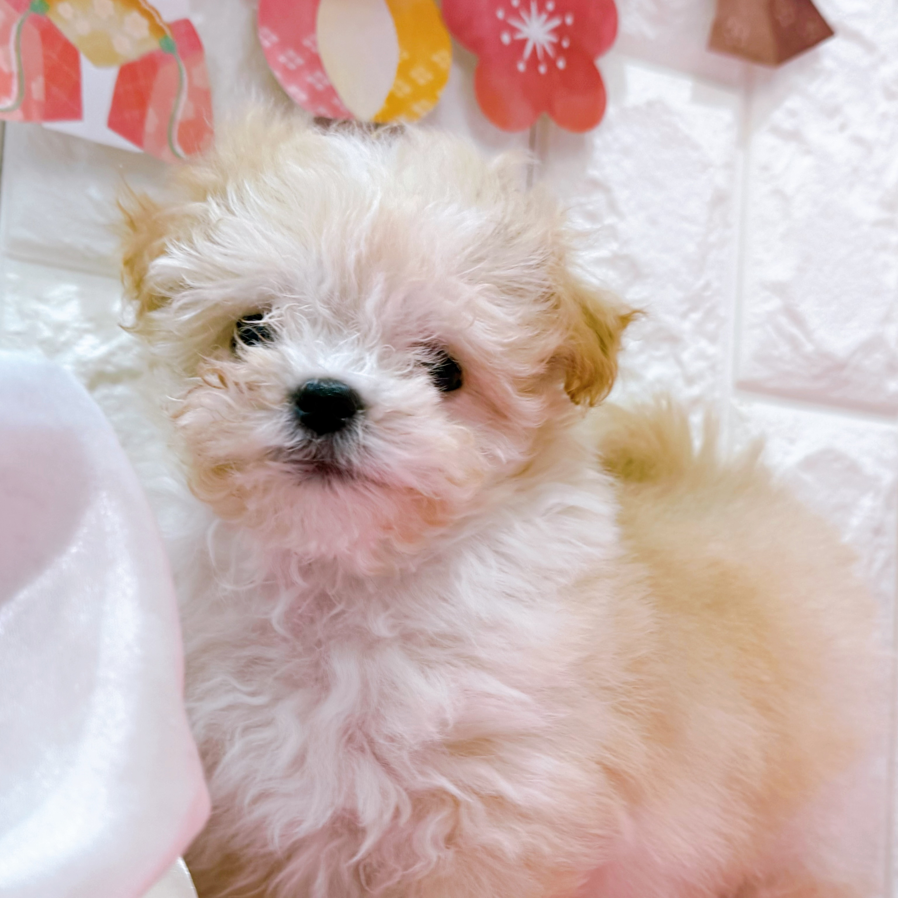 岡山県のマルプー(マルチーズ×プードル) (犬の家＆猫の里倉敷店/2025年12月26日生まれ/女の子/クリーム)の子犬の3枚目の画像