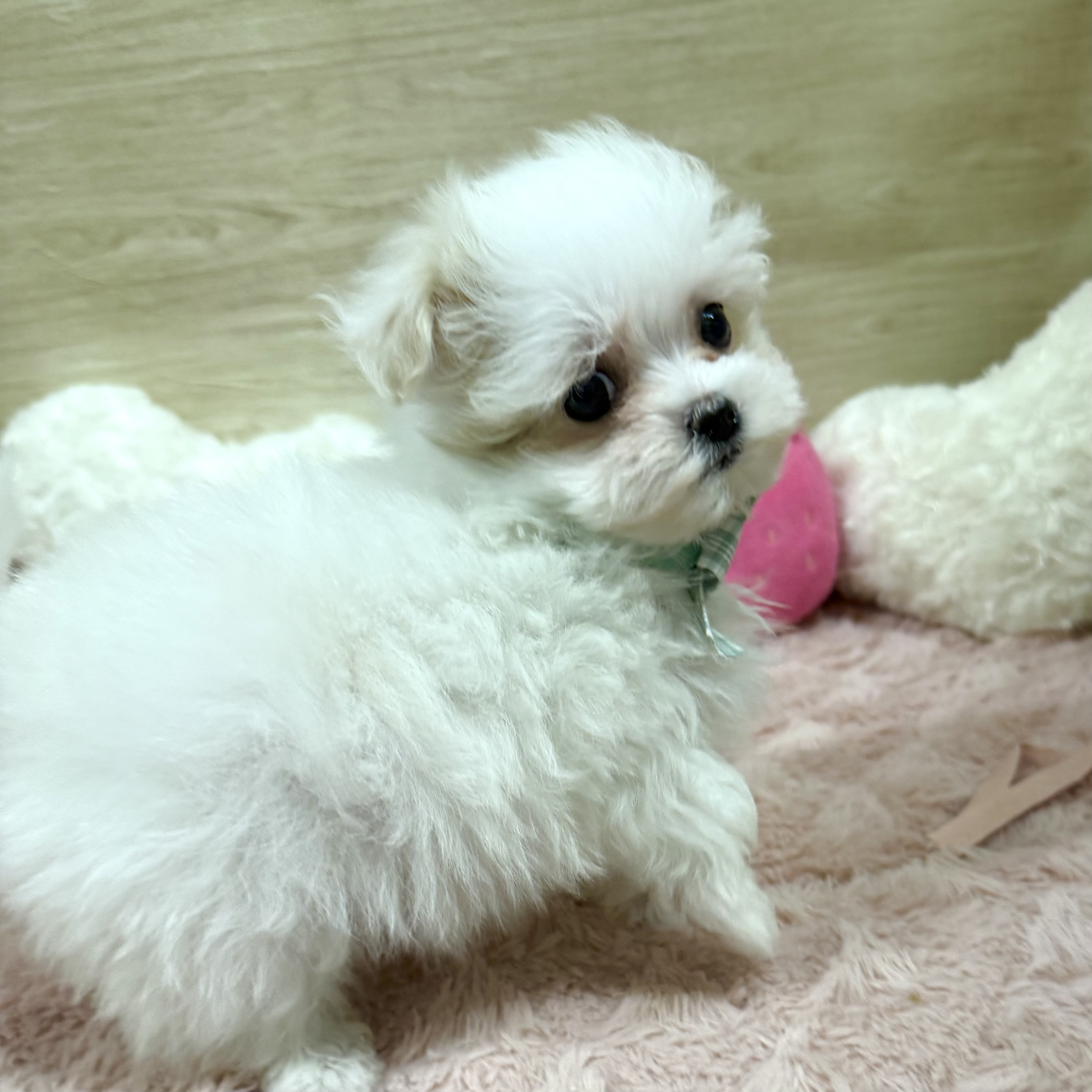大阪府のマルプー(マルチーズ×プードル) (犬の家＆猫の里そよら東岸和田店/2025年12月26日生まれ/女の子/ホワイト)の子犬の3枚目の画像