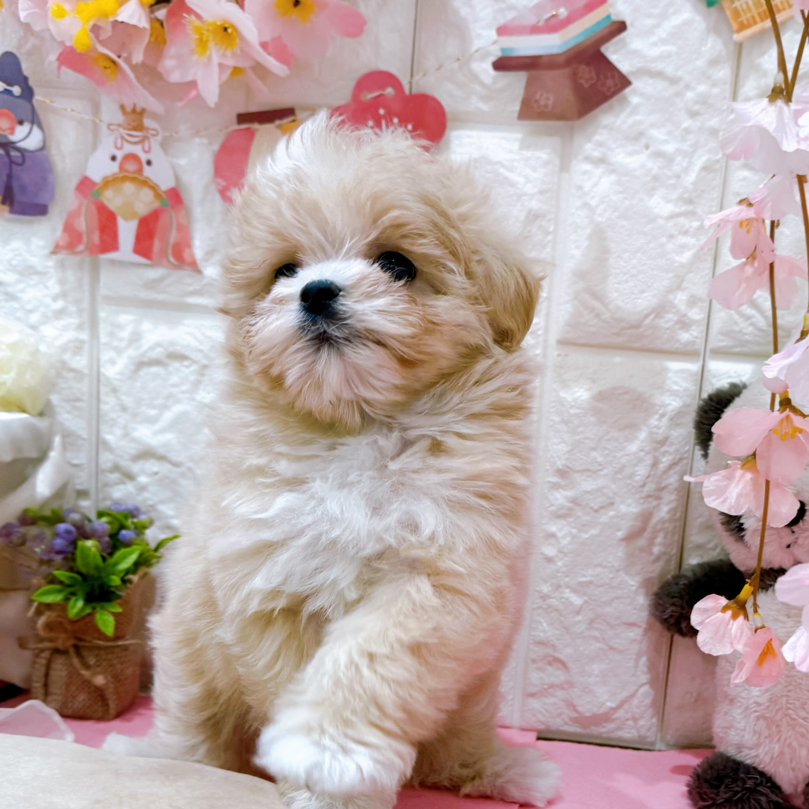 岡山県のマルプー(マルチーズ×プードル) (犬の家＆猫の里倉敷店/2025年12月26日生まれ/女の子/クリーム)の子犬の3枚目の画像