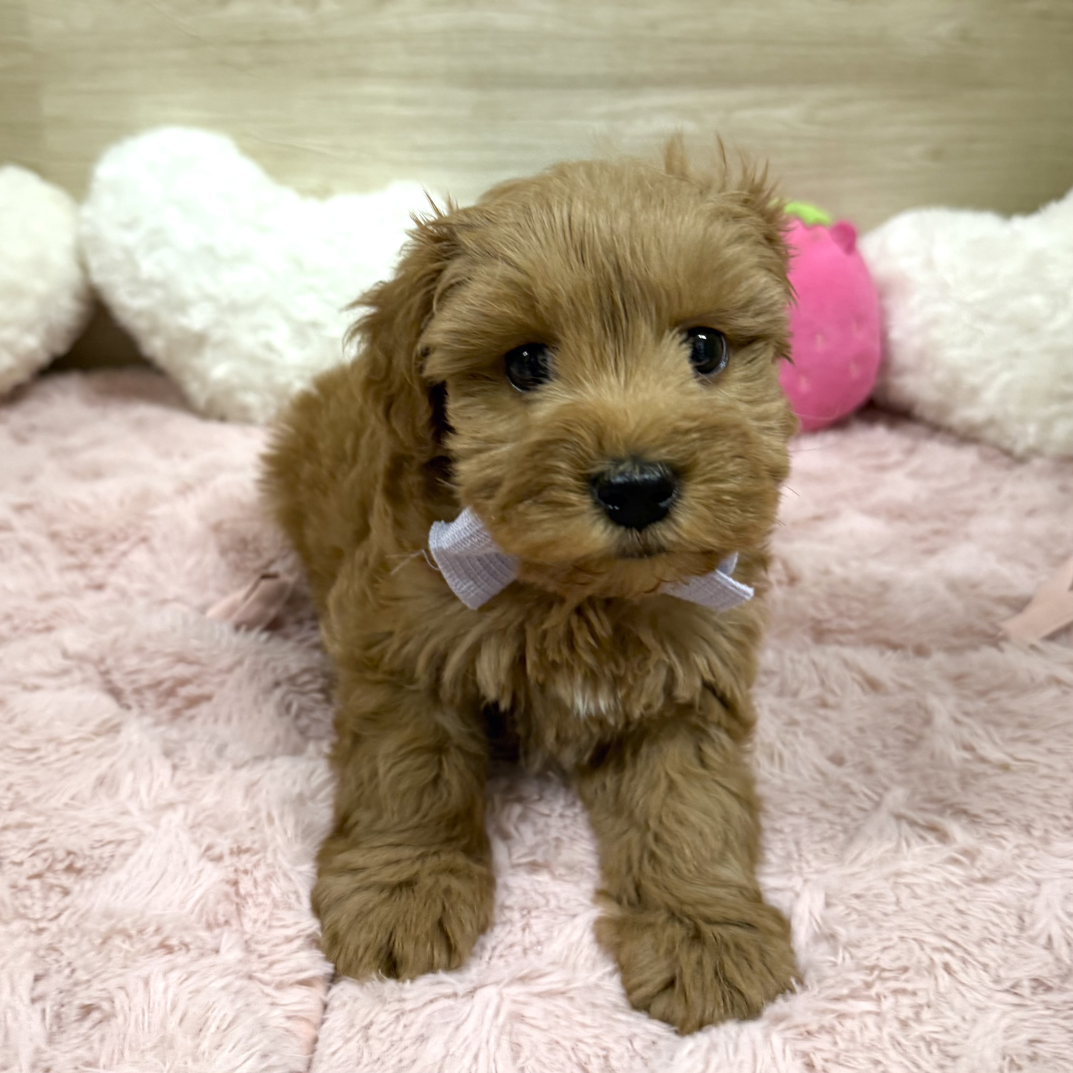 大阪府のシュナプー(シュナウザー×プードル) (犬の家＆猫の里そよら東岸和田店/2025年12月23日生まれ/男の子/レッド)の子犬の3枚目の画像