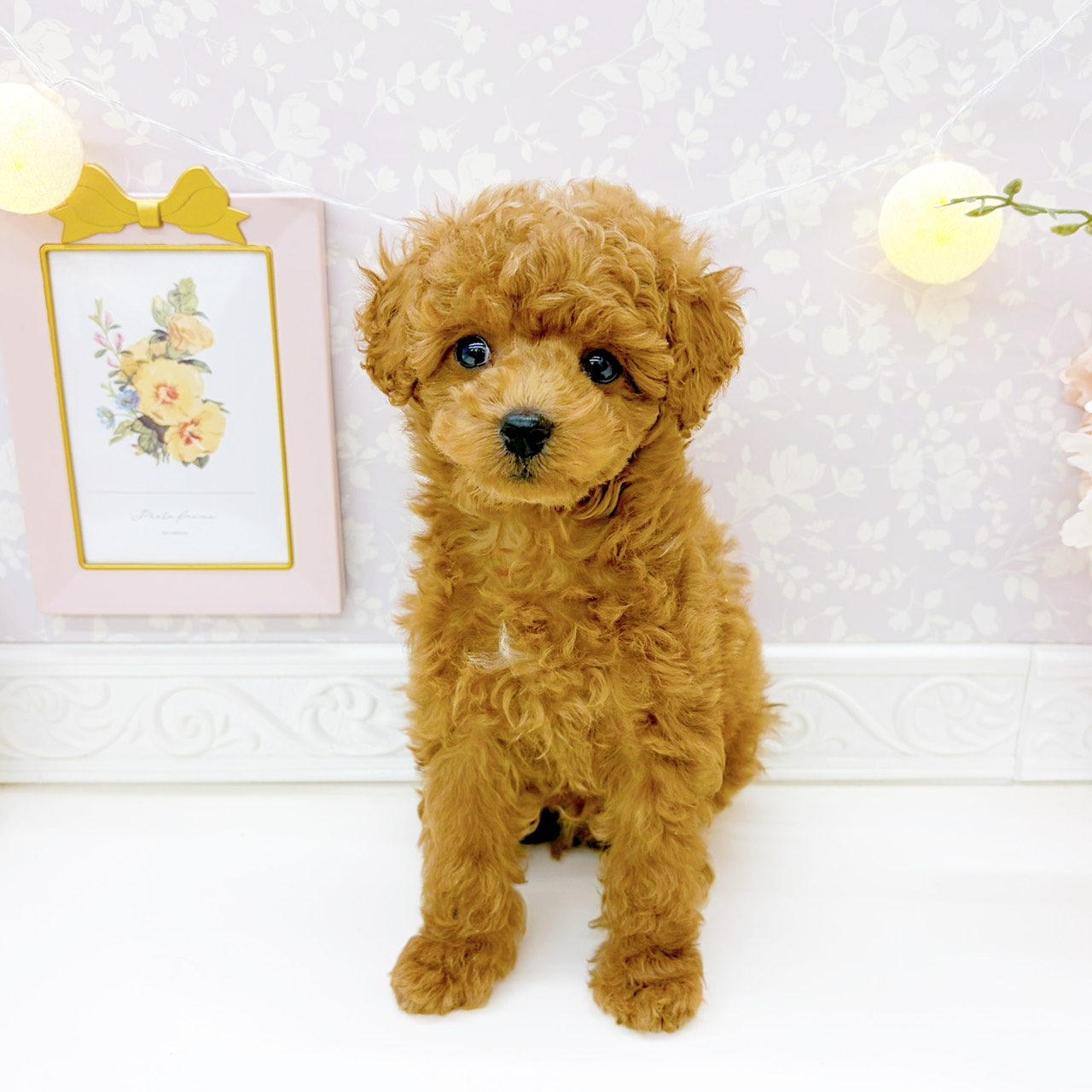 富山県のトイプードル(トイ) (犬の家＆猫の里富山店/2025年12月28日生まれ/男の子/レッドフォーン)の子犬の3枚目の画像