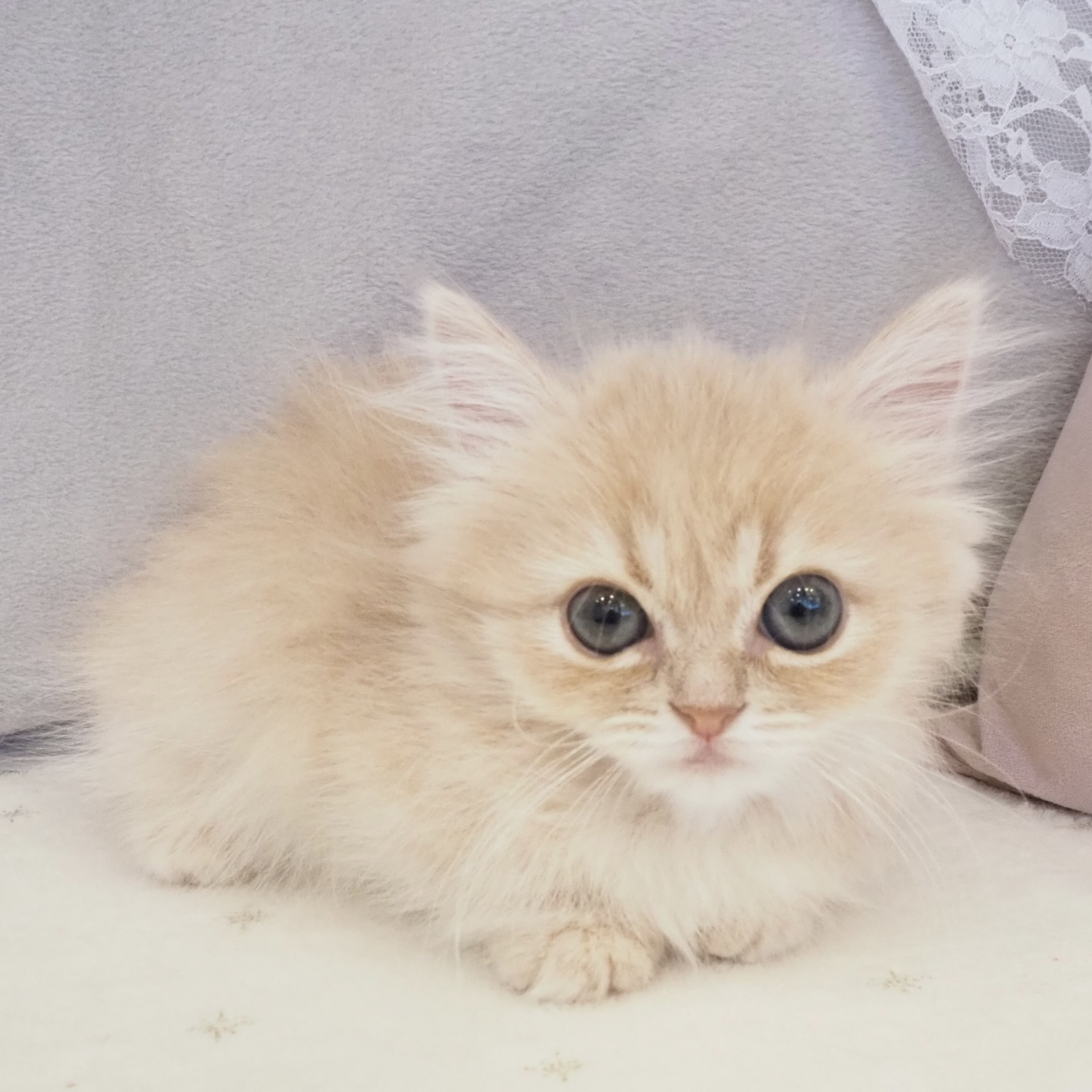 大阪府のミヌエット (犬の家＆猫の里もりのみやキューズモールBASE店/2025年12月27日生まれ/女の子/クリームタビー)の子猫の3枚目の画像