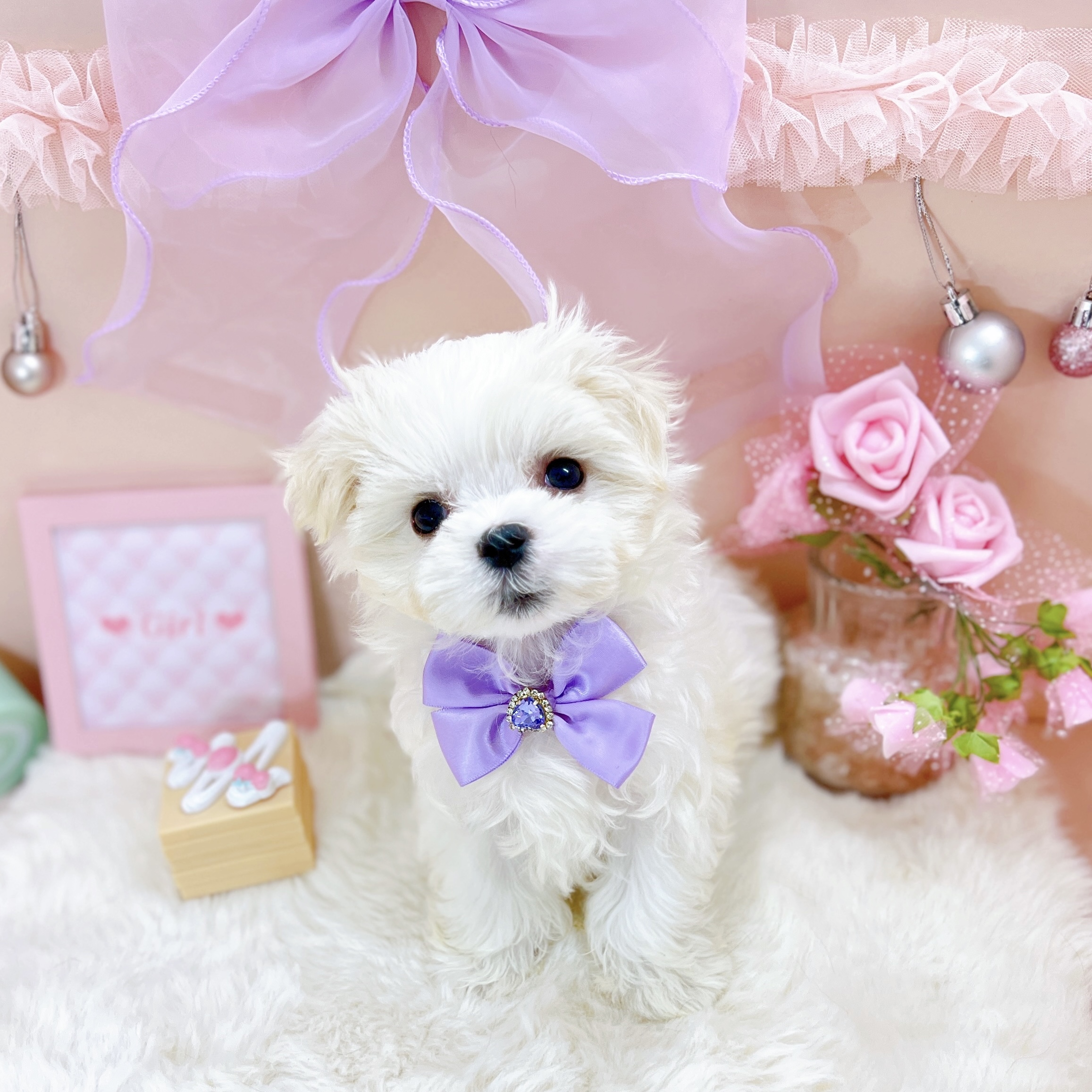 福井県のマルチーズ (犬の家＆猫の里アミーゴ福井大和田店/2025年12月26日生まれ/女の子/ホワイト)の子犬の3枚目の画像