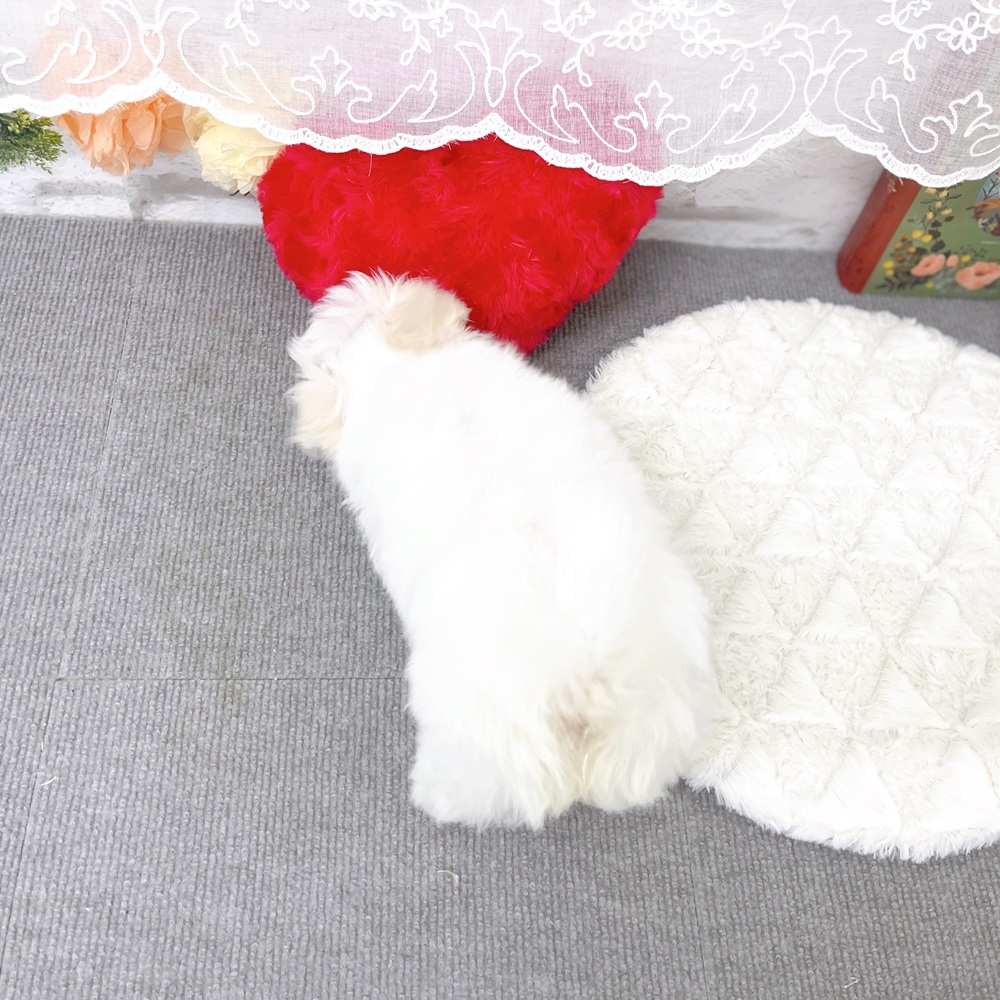京都府のマルチーズ (犬の家＆猫の里京都樟葉店/2025年12月27日生まれ/女の子/ホワイト)の子犬の3枚目の画像