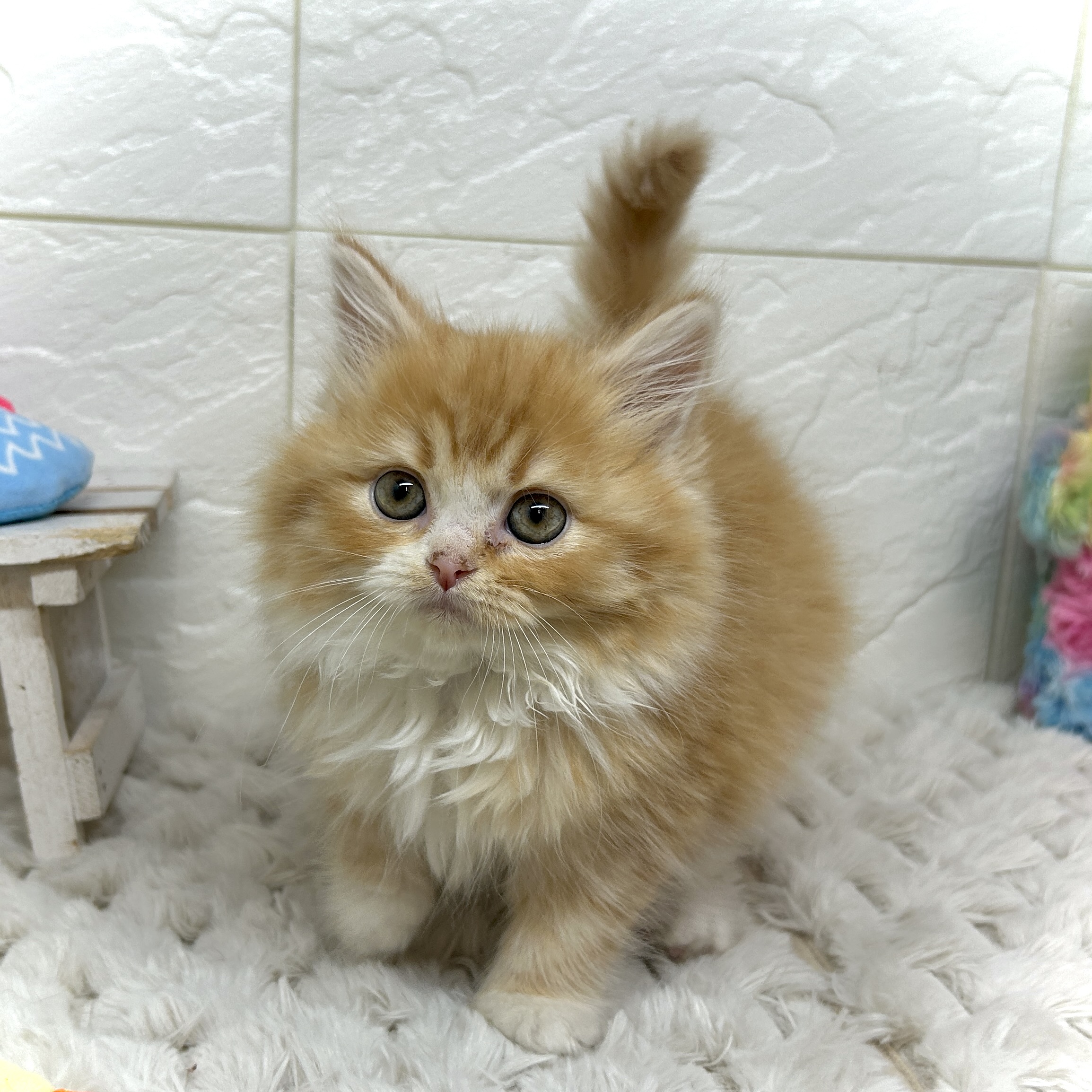 兵庫県のラガマフィン (犬の家＆猫の里ゆめタウン姫路店/2025年12月19日生まれ/女の子/レッドタビーホワイト)の子猫の3枚目の画像