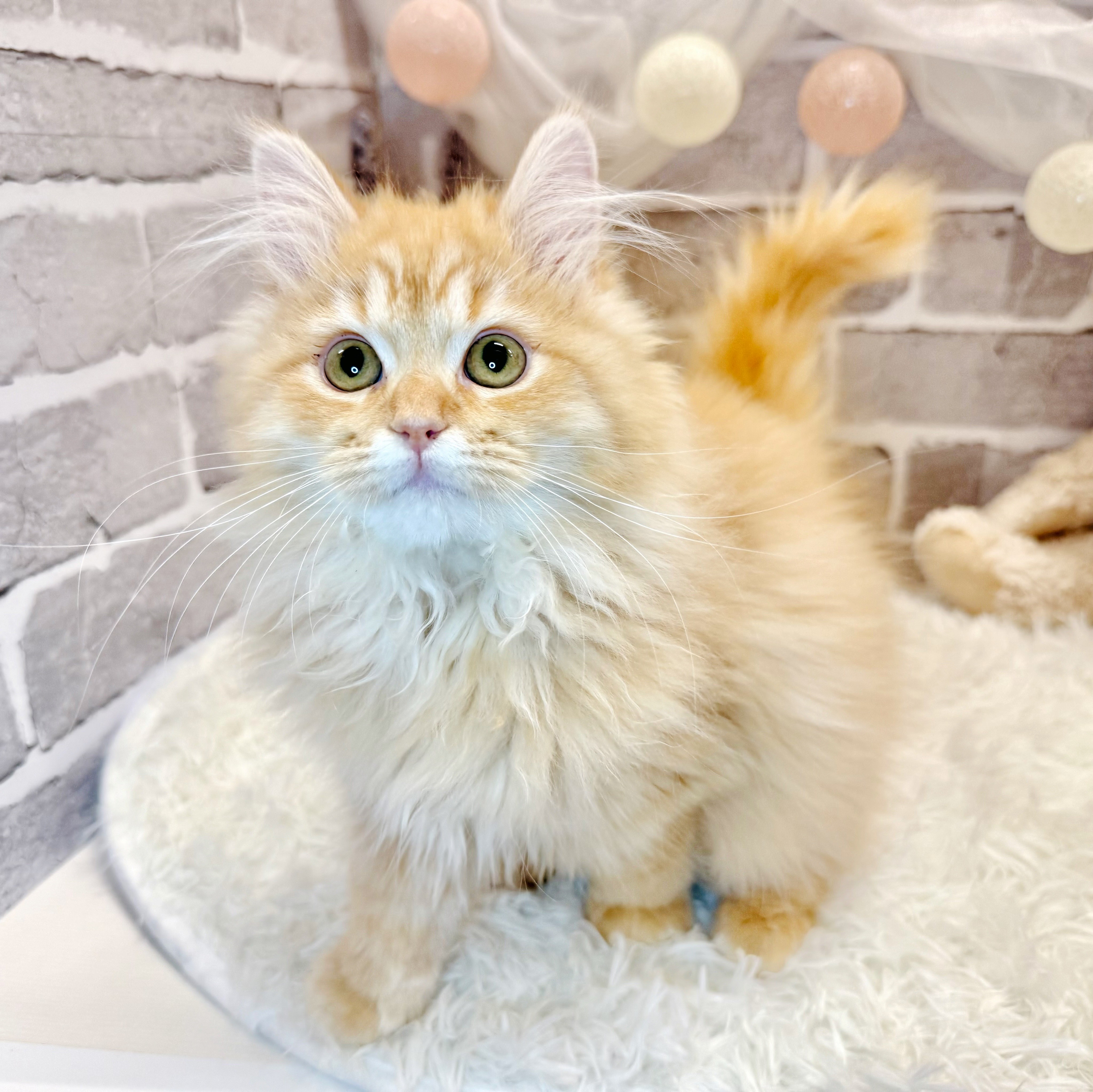 兵庫県のラガマフィン (犬の家＆猫の里神戸店/2025年12月19日生まれ/男の子/レッドタビーホワイト)の子猫の3枚目の画像