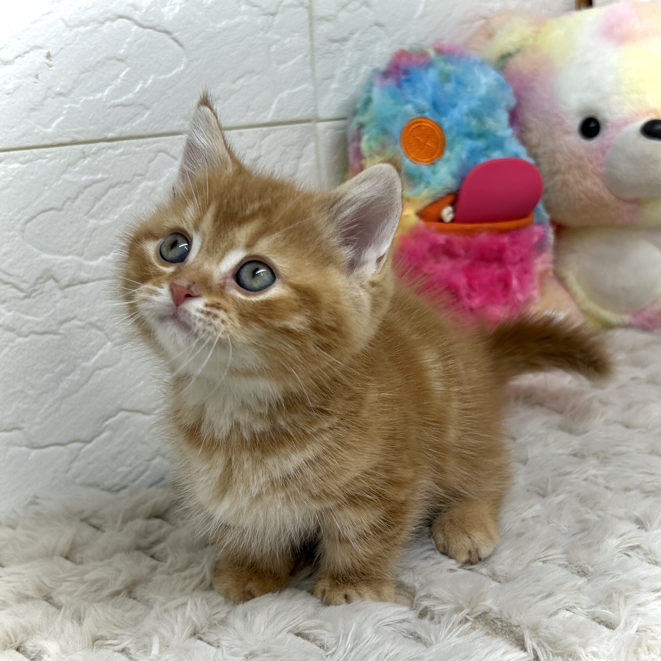 兵庫県のミヌエット (犬の家＆猫の里ゆめタウン姫路店/2025年12月24日生まれ/男の子/レッドタビー)の子猫の3枚目の画像