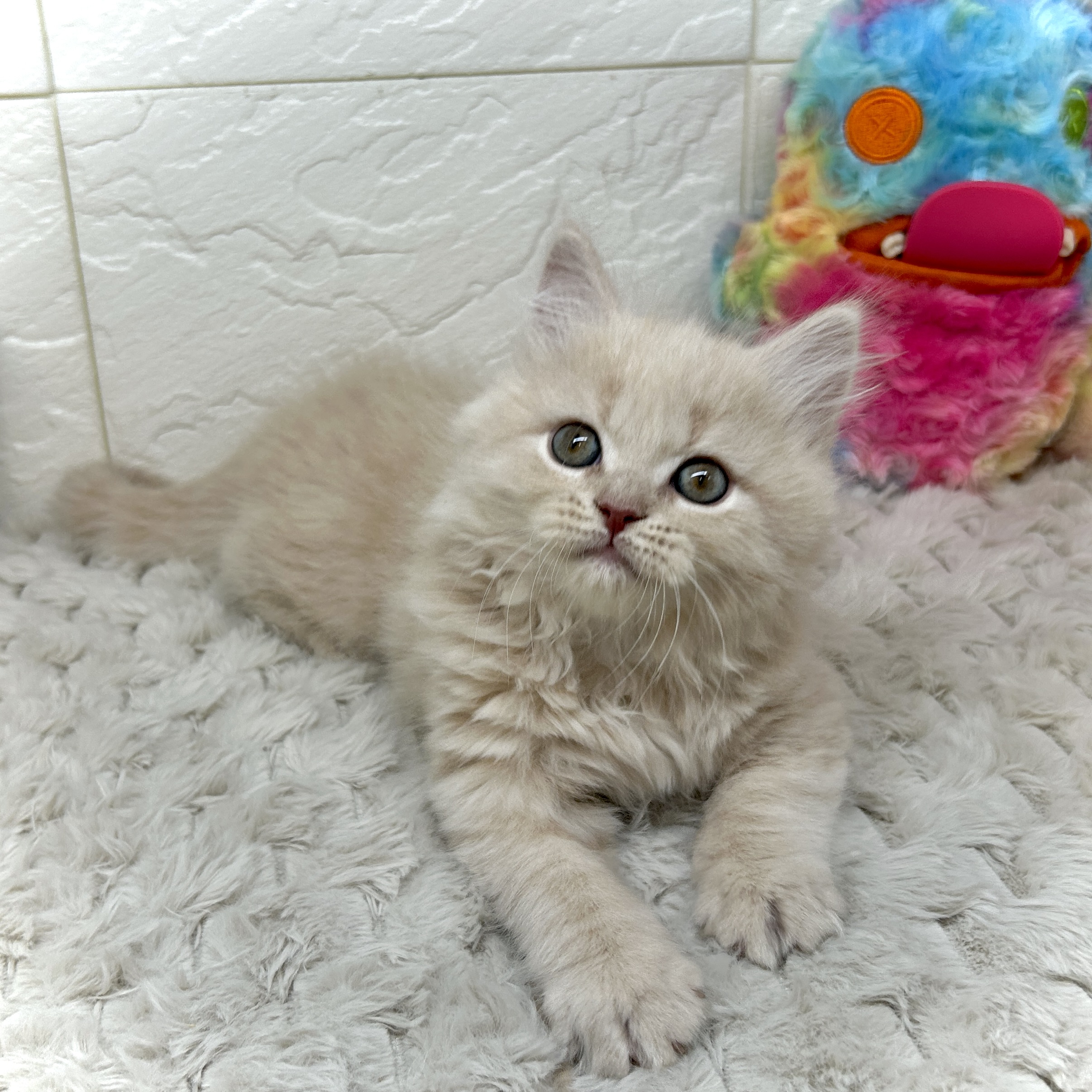 兵庫県のスコティッシュストレート (犬の家＆猫の里ゆめタウン姫路店/2025年12月24日生まれ/男の子/クリームタビー)の子猫の3枚目の画像