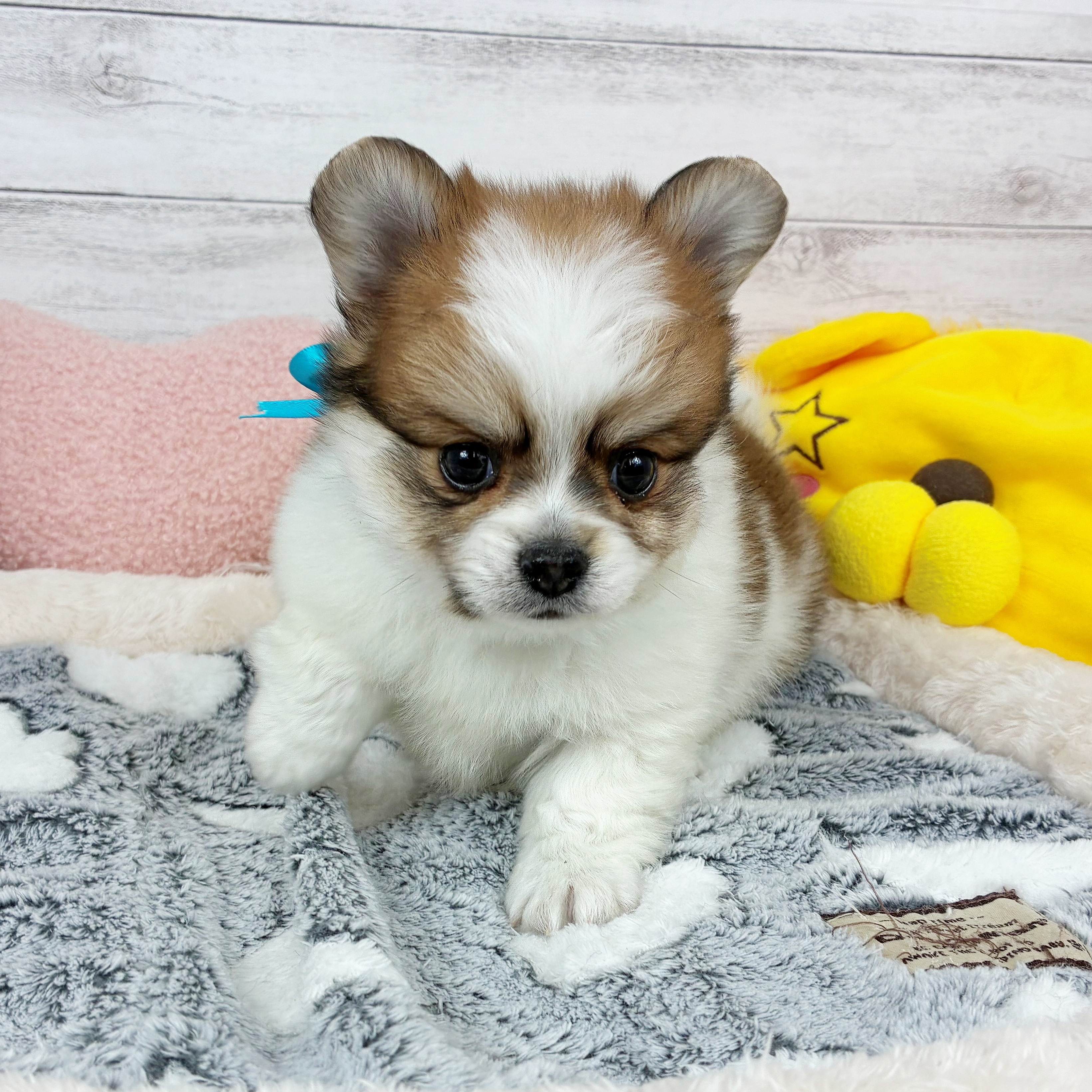 兵庫県のポメチワ/チワポメ/ポメチー(ポメラニアン×チワワ) (犬の家＆猫の里川西店/2025年12月27日生まれ/男の子/レッドホワイト)の子犬の1枚目の画像