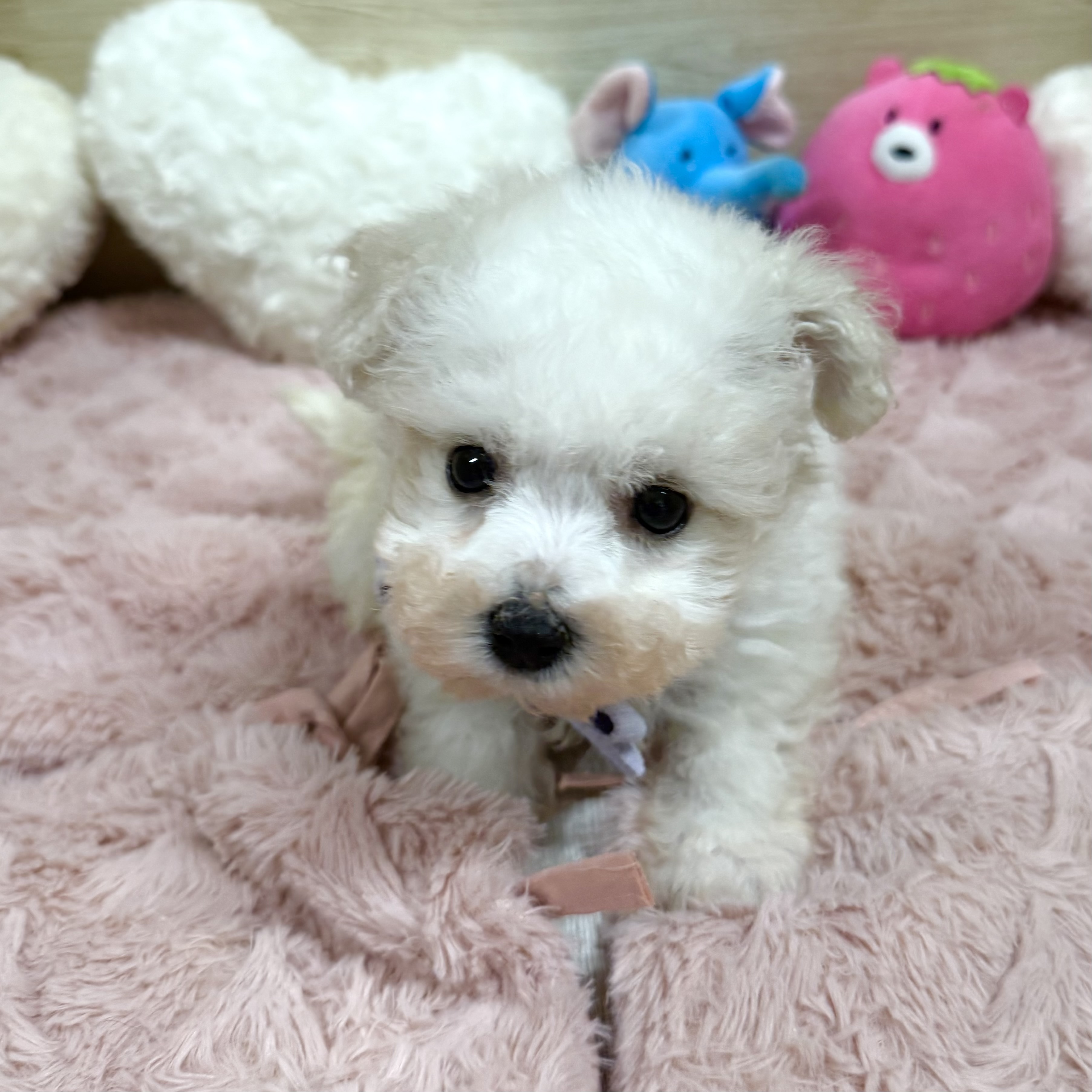 大阪府のビションプー(ビションフリーゼ×プードル) (犬の家＆猫の里そよら東岸和田店/2025年12月25日生まれ/女の子/ホワイトクリーム)の子犬の3枚目の画像