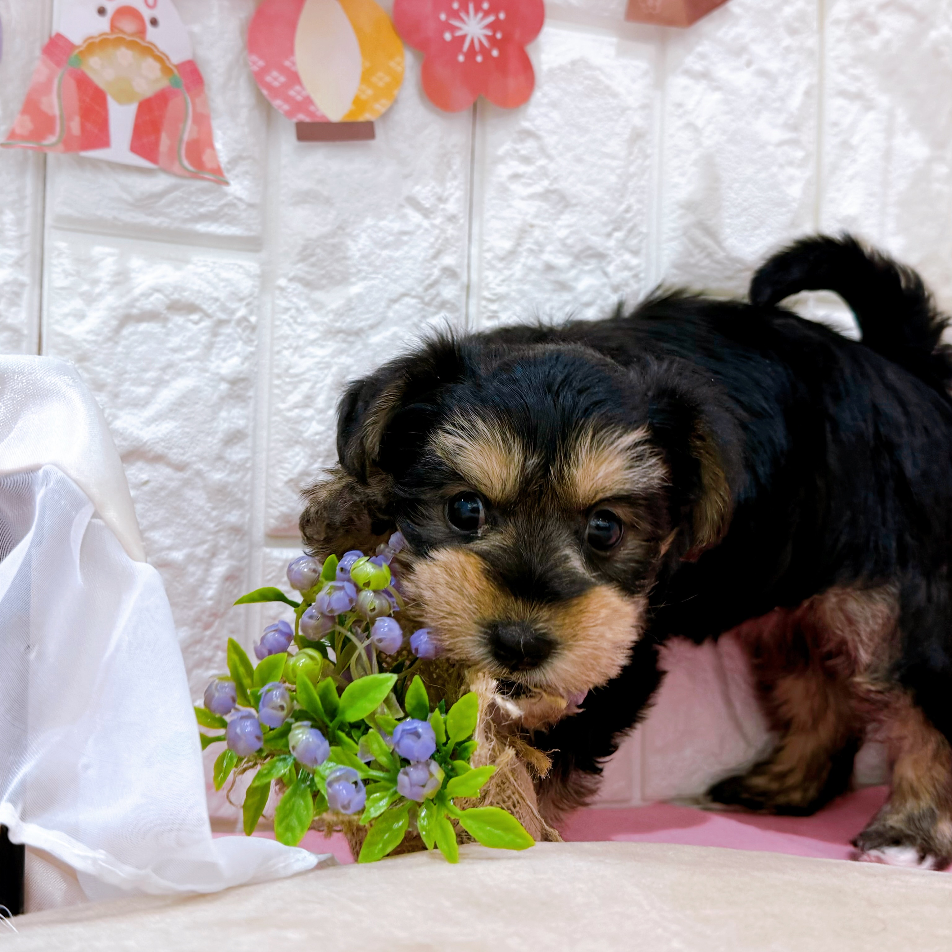 岡山県のハーフ犬・ミックス犬 (犬の家＆猫の里倉敷店/2025年12月26日生まれ/女の子/ブラックタン)の子犬の3枚目の画像