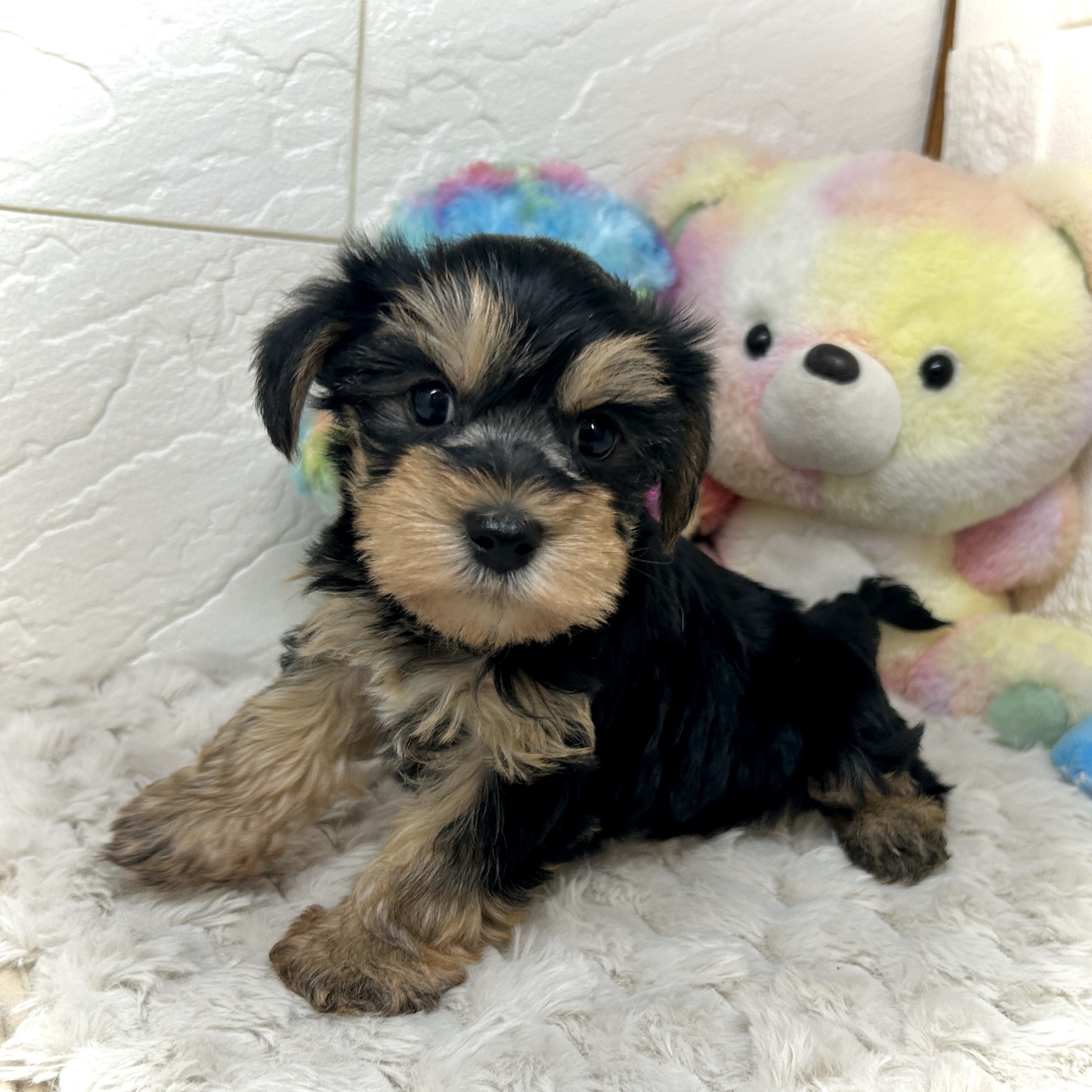 兵庫県のハーフ犬・ミックス犬 (犬の家＆猫の里ゆめタウン姫路店/2025年12月26日生まれ/男の子/ブラックタン)の子犬の3枚目の画像