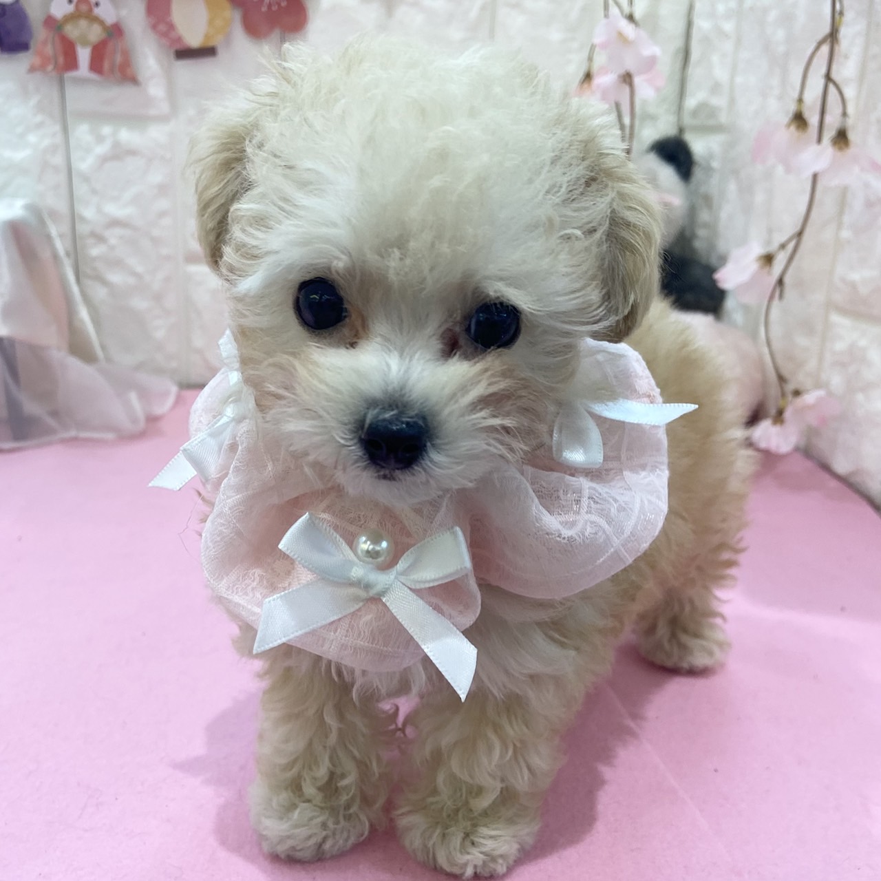 岡山県のトイプードル(タイニー) (犬の家＆猫の里倉敷店/2025年12月21日生まれ/女の子/クリーム)の子犬の3枚目の画像