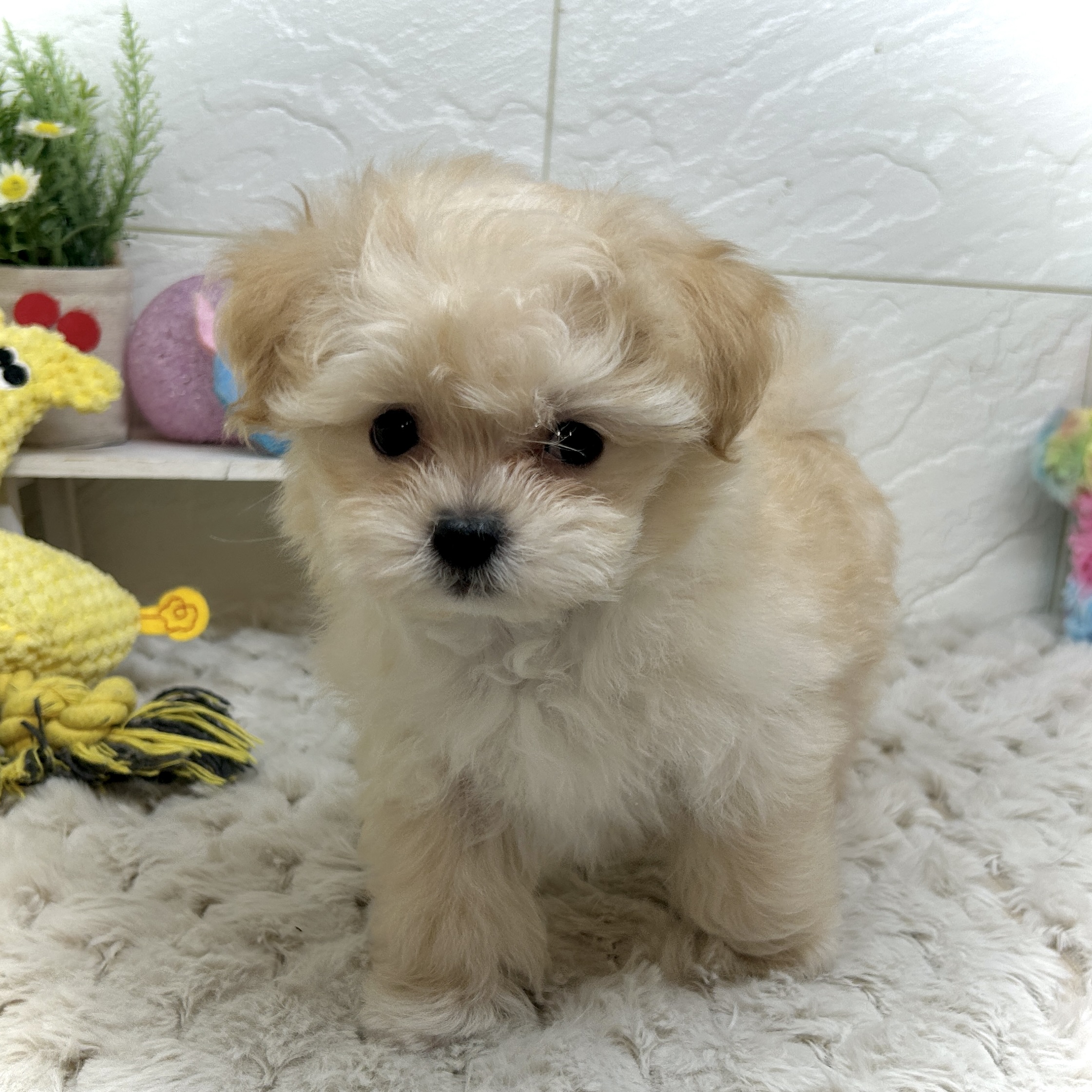 兵庫県のマルプー(マルチーズ×プードル) (犬の家＆猫の里ゆめタウン姫路店/2025年12月24日生まれ/男の子/クリーム)の子犬の3枚目の画像