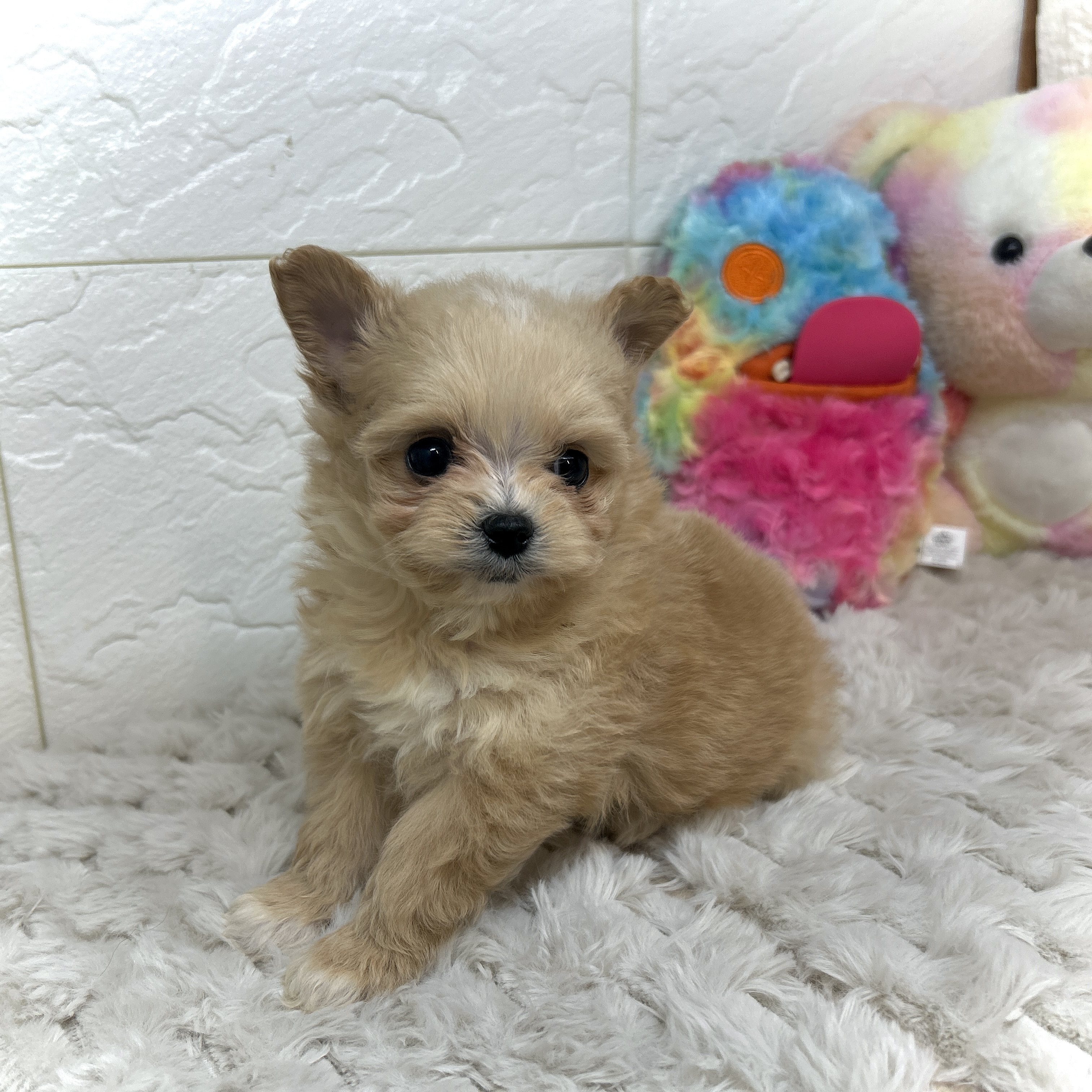 兵庫県のポメプー(ポメラニアン×プードル) (犬の家＆猫の里ゆめタウン姫路店/2025年12月26日生まれ/女の子/オレンジ)の子犬の3枚目の画像