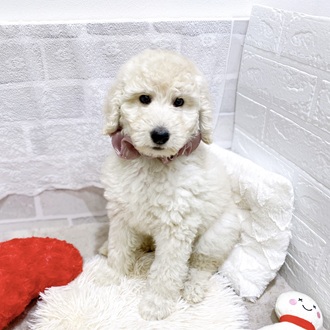 滋賀県のスタンダードプードル (犬の家＆猫の里長浜店/2025年12月28日生まれ/女の子/ペールフォーン)の子犬の3枚目の画像