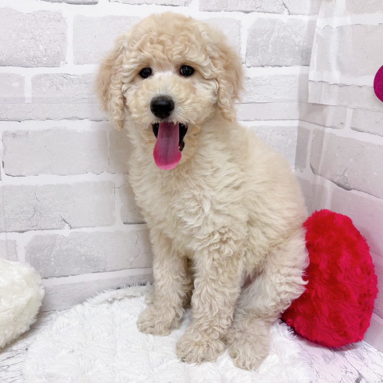 京都府のスタンダードプードル (犬の家＆猫の里京都精華店/2025年12月28日生まれ/女の子/ペールフォーン)の子犬の3枚目の画像