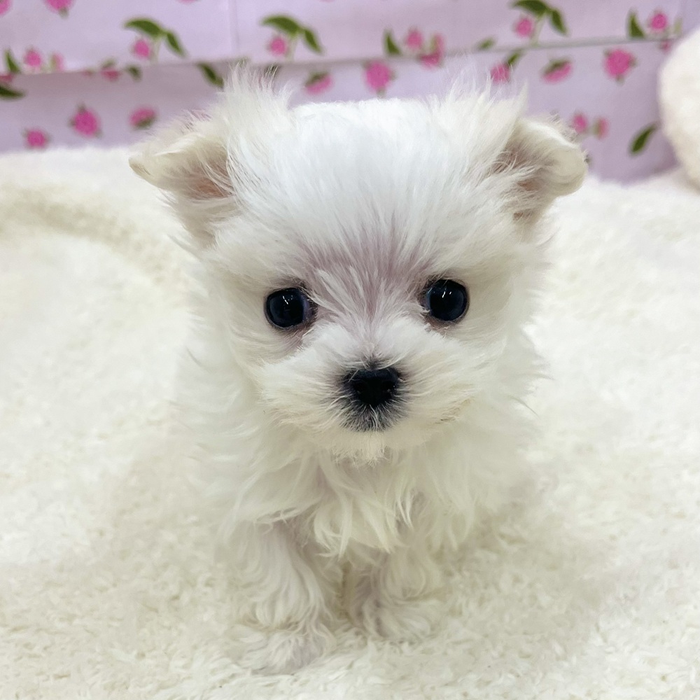 愛知県のマルチーズ (犬の家＆猫の里エアポートウォーク店/2025年12月26日生まれ/男の子/ホワイト)の子犬の3枚目の画像