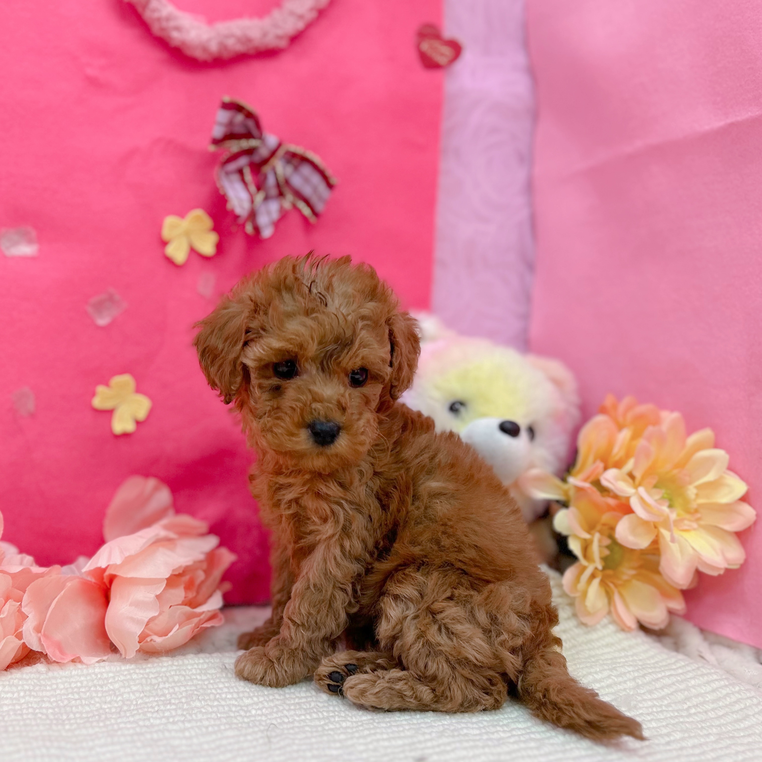 岐阜県のトイプードル(トイ) (犬の家＆猫の里岐南店/2025年12月25日生まれ/女の子/レッドフォーン)の子犬の3枚目の画像
