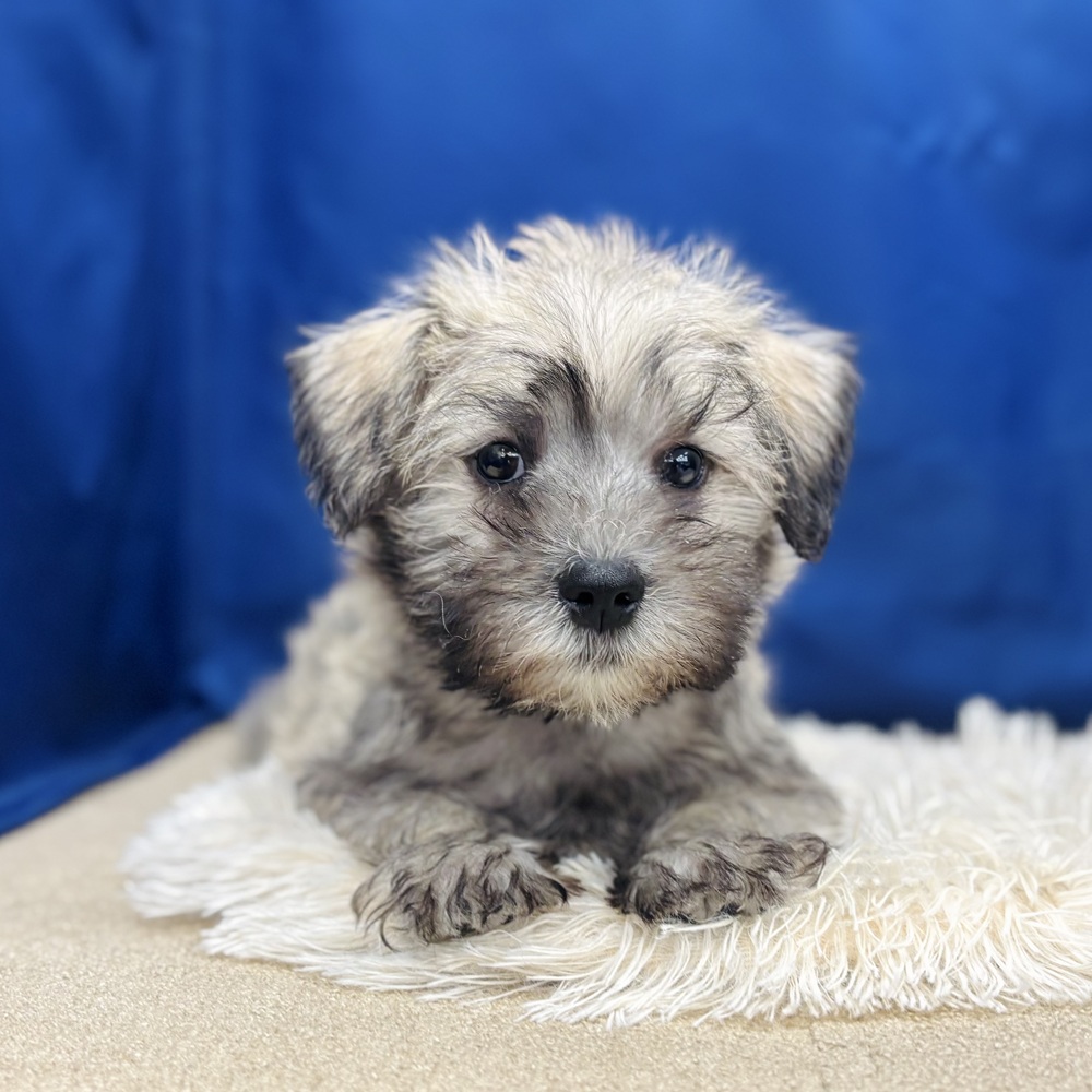 岐阜県のシュナマル/マルシュナ(シュナウザー×マルチーズ) (犬の家＆猫の里中津川店/2025年12月28日生まれ/男の子/ソルトペッパー)の子犬の1枚目の画像