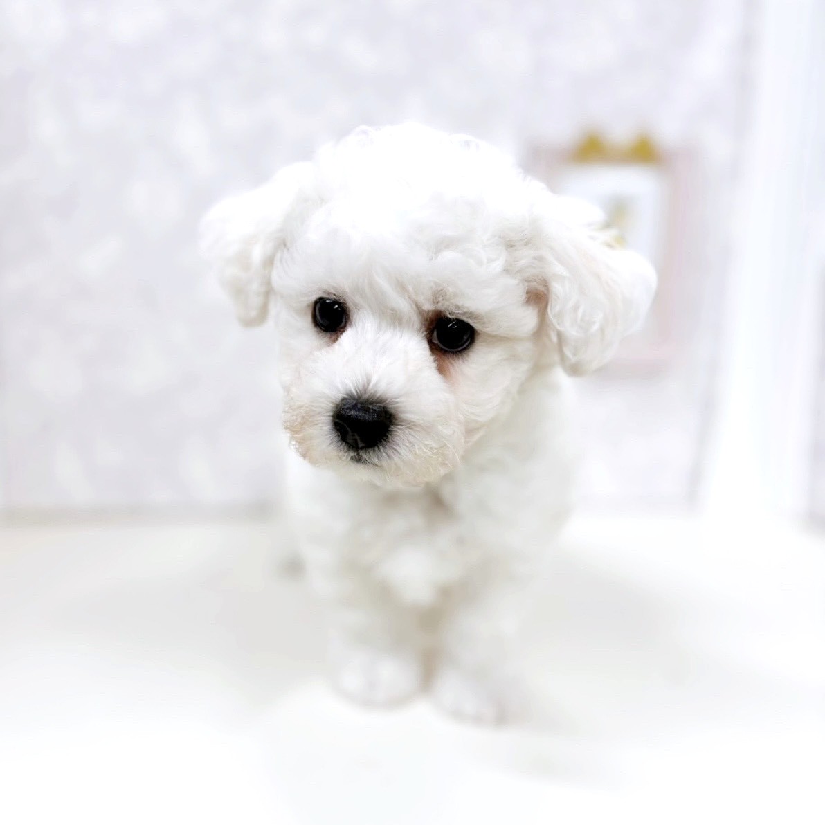 富山県のビションフリーゼ (犬の家＆猫の里アミーゴ高岡蓮花寺店/2025年12月27日生まれ/男の子/ホワイト)の子犬の3枚目の画像