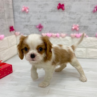 静岡県のキャバリアキングチャールズスパニエル (犬の家＆猫の里プレ葉ウォーク浜北店/2025年12月28日生まれ/男の子/ブレンハイム)の子犬の3枚目の画像