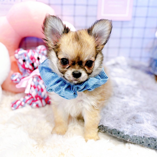 チワワ(フォーン)の子犬を価格や特徴で探す|ペットショップ探すなら