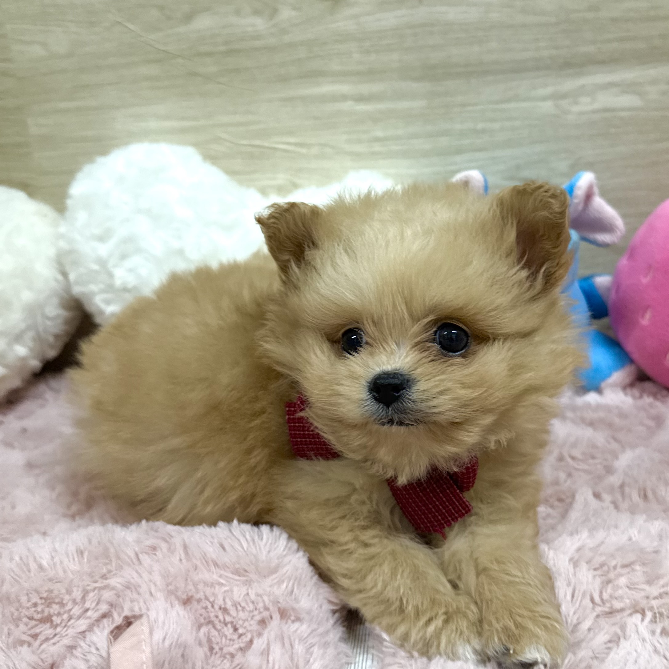 大阪府のポメプー(ポメラニアン×プードル) (犬の家＆猫の里そよら東岸和田店/2025年12月26日生まれ/男の子/オレンジ)の子犬の3枚目の画像