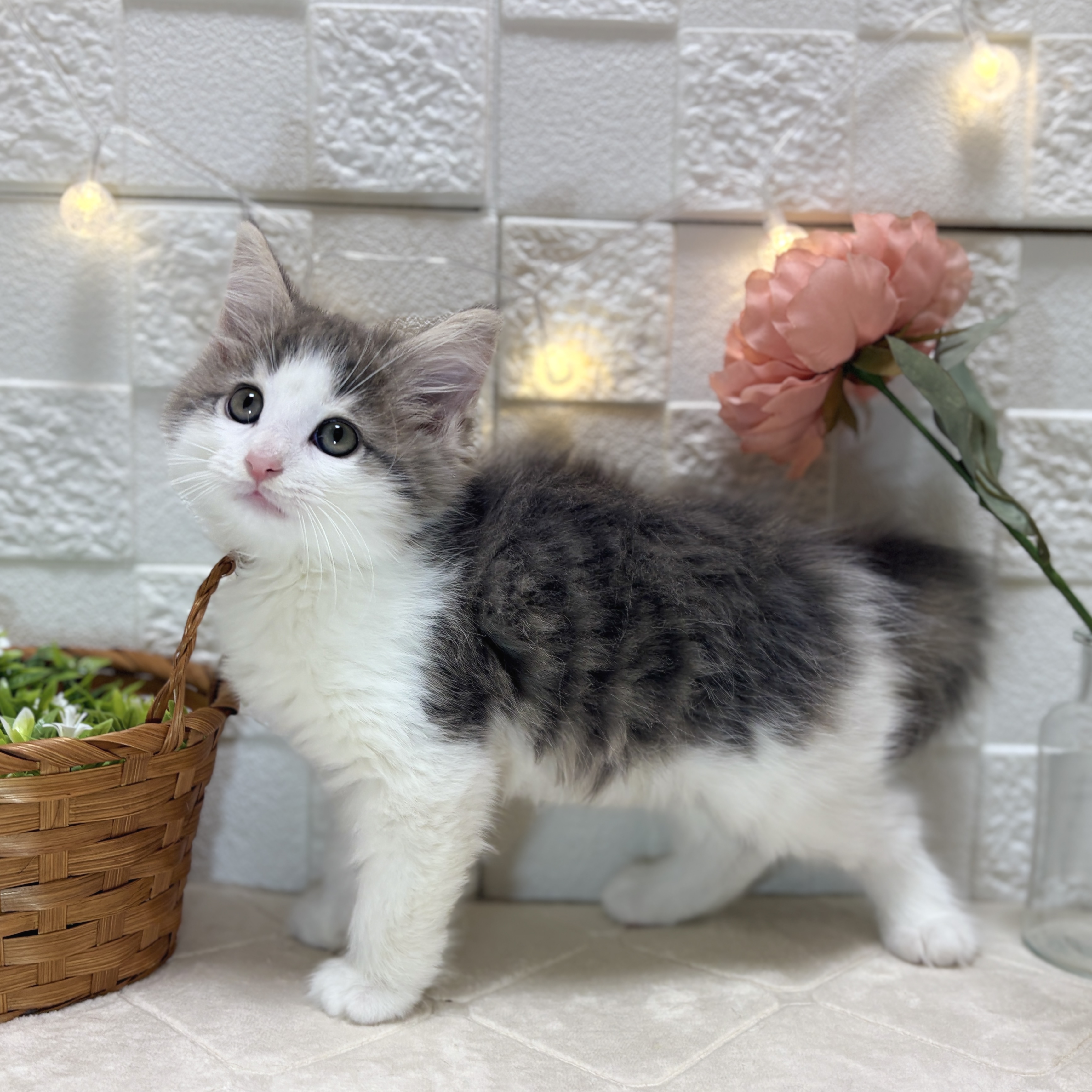 東京都のノルウェージャンフォレストキャット (犬の家＆猫の里ペットフォレスト小平店/2025年12月26日生まれ/男の子/ブルータビーホワイト)の子猫の3枚目の画像