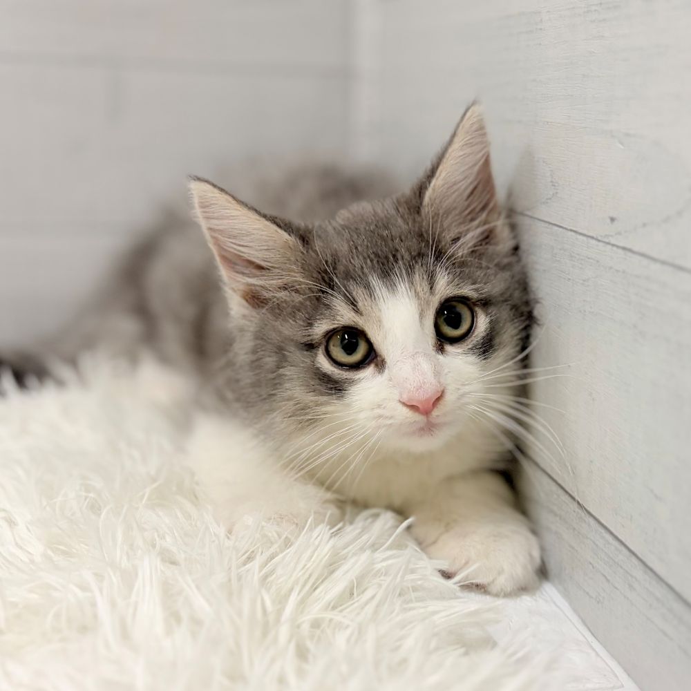 愛知県のノルウェージャンフォレストキャット (犬の家＆猫の里豊田店/2025年12月26日生まれ/男の子/ブルータビーホワイト)の子猫の3枚目の画像