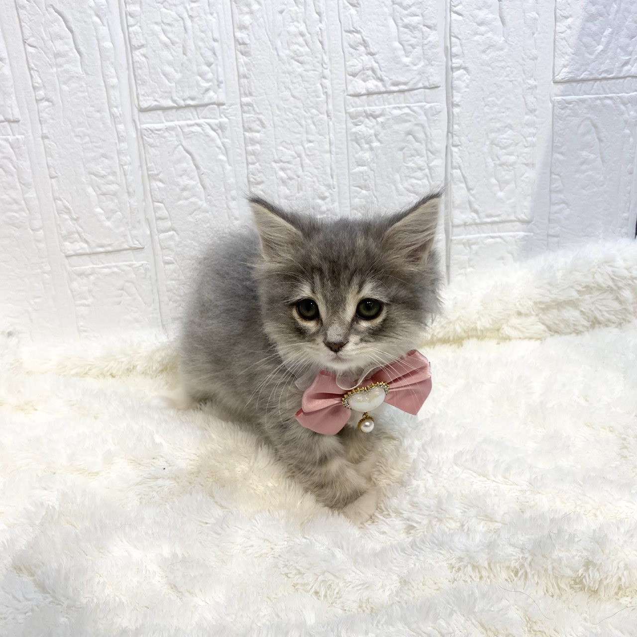 長野県のノルウェージャンフォレストキャット (犬の家＆猫の里カインズ梓川店/2025年12月26日生まれ/女の子/ブルータビーホワイト)の子猫の3枚目の画像