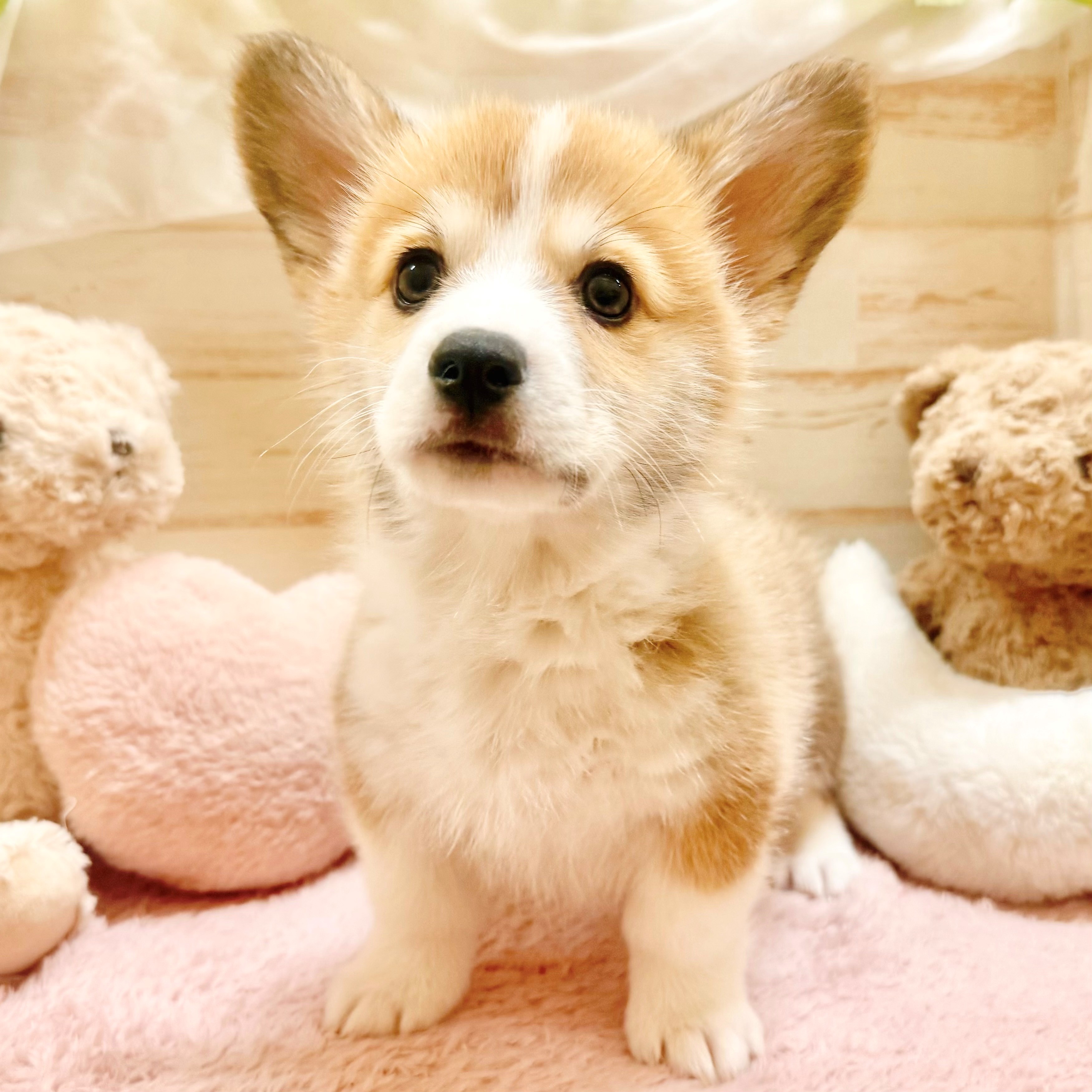 兵庫県のウェルシュコーギーペンブローク (犬の家＆猫の里神戸店/2025年12月27日生まれ/男の子/レッドホワイト)の子犬の3枚目の画像