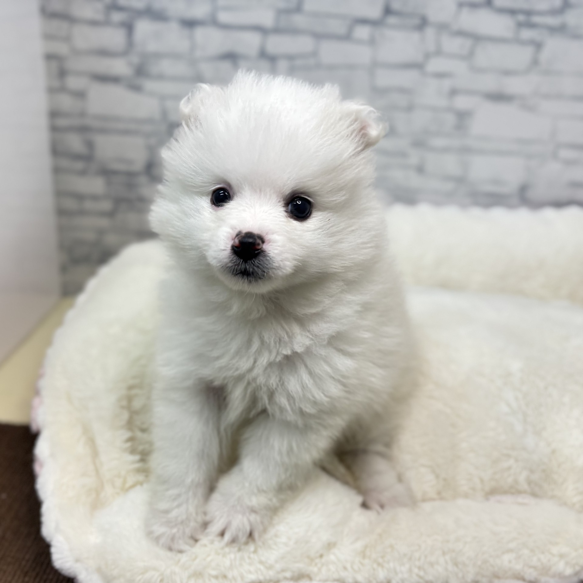 長野県のハーフ犬・ミックス犬 (犬の家＆猫の里長野店/2025年12月26日生まれ/男の子/ホワイト)の子犬の3枚目の画像